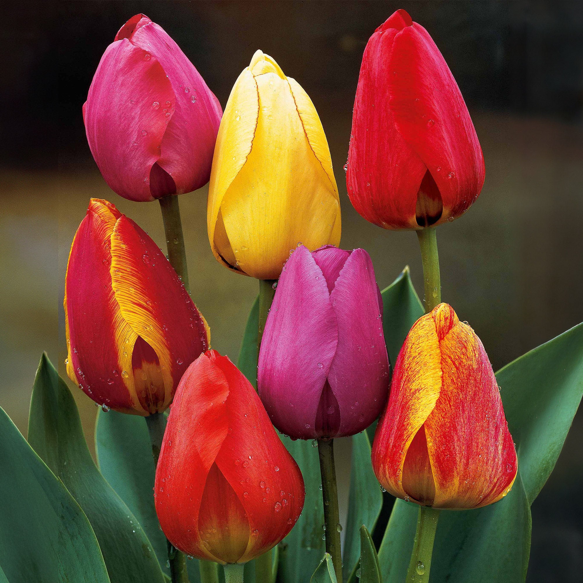 30 Tulipes Darwin en mélange