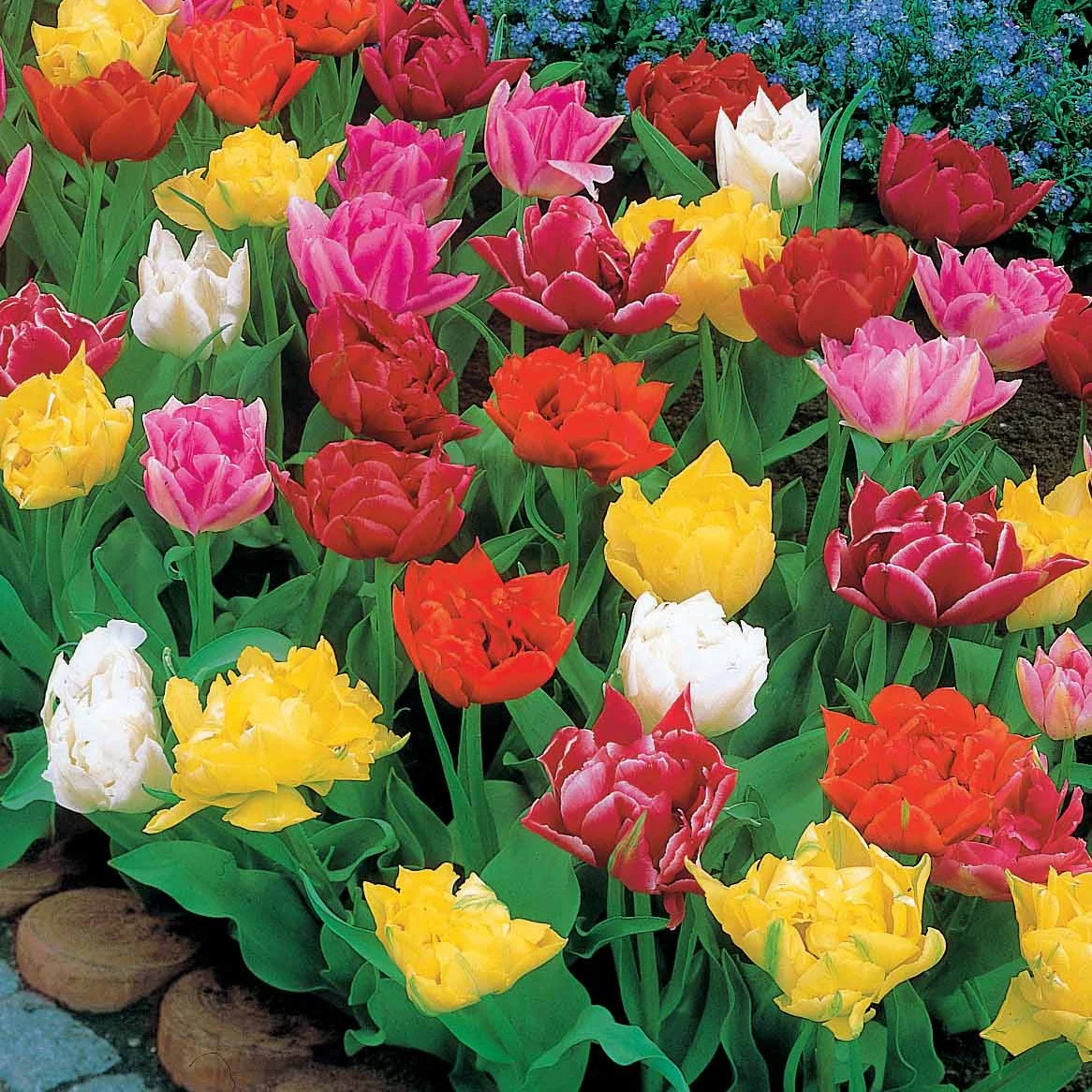60 Tulipes doubles Murillo en mélange