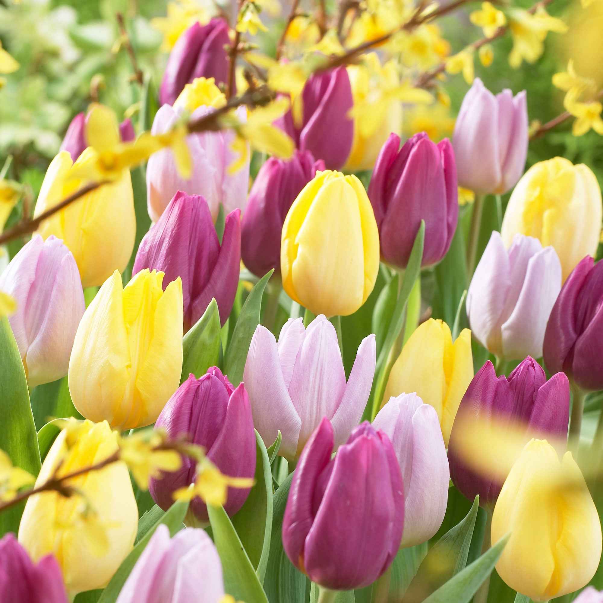 30 Tulipes 60 days of Tulips en mélange - Image 3