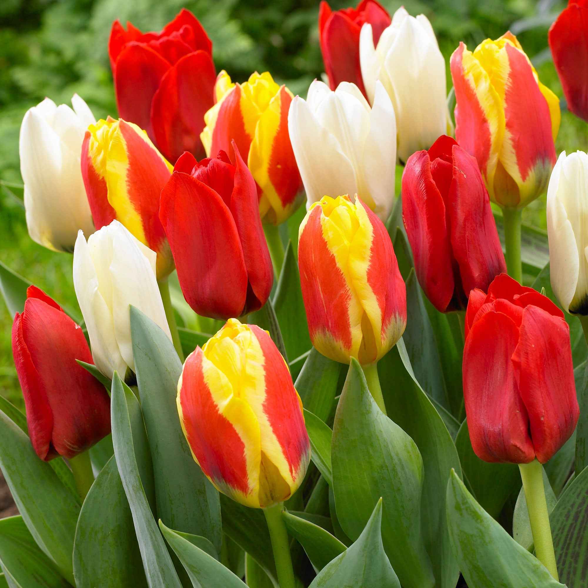 30 Tulipes 60 days of Tulips en mélange - Image 4