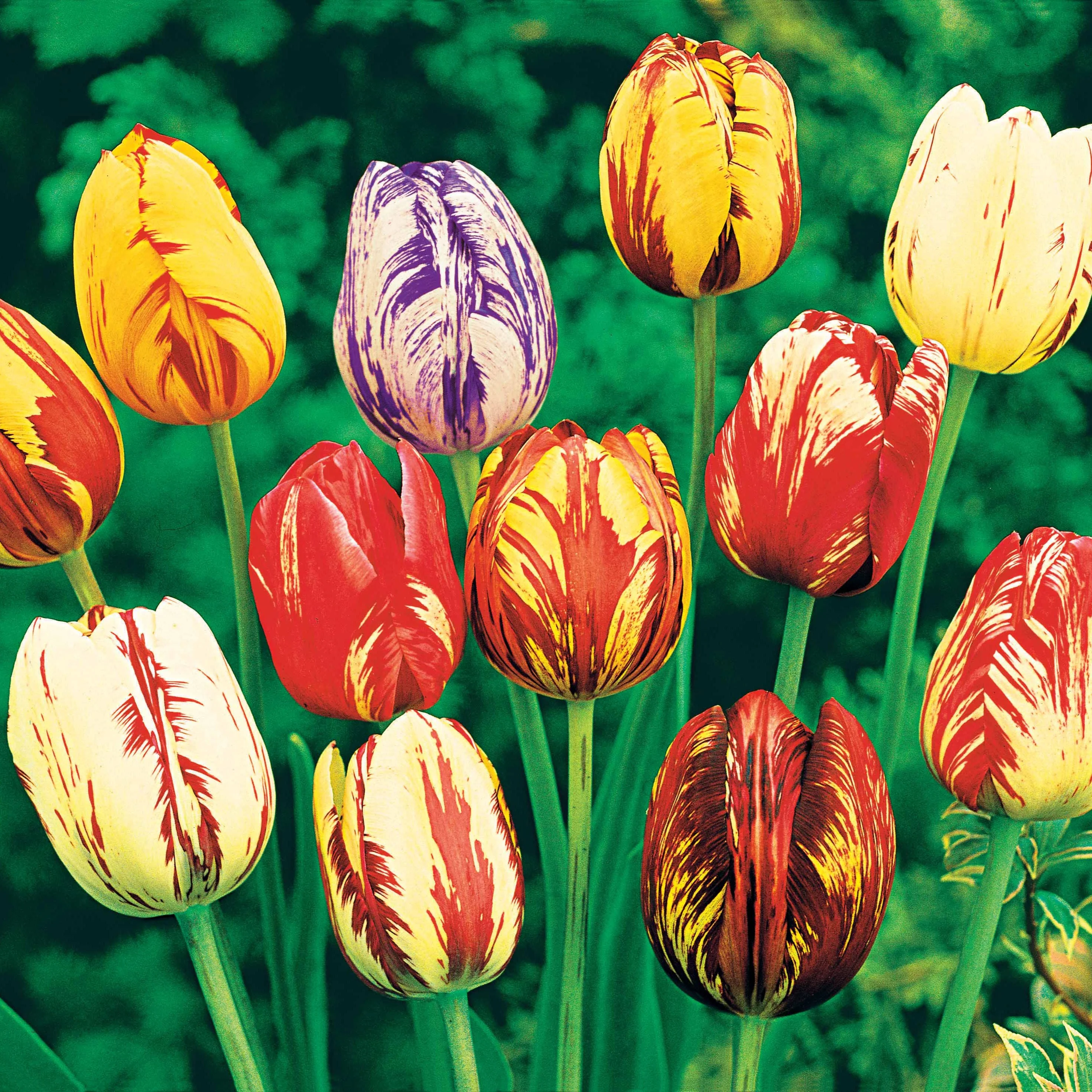 20 Tulipes flammées en mélange - Image 2