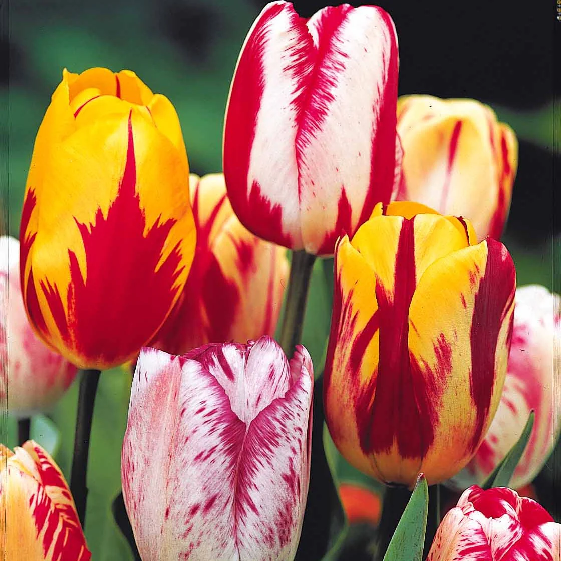 20 Tulipes flammées en mélange - Image 3