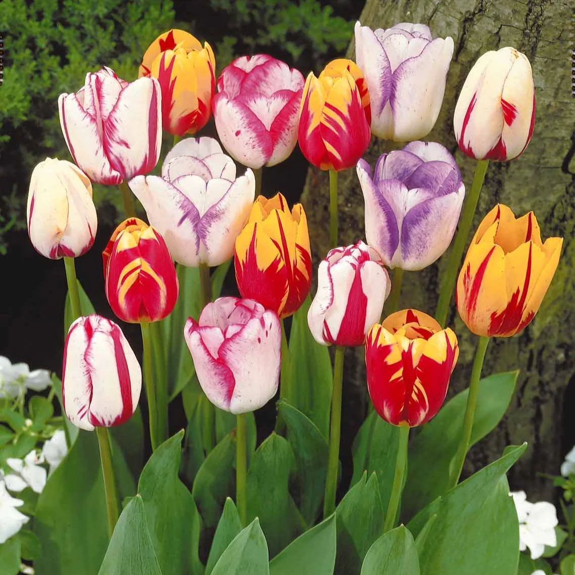 20 Tulipes flammées en mélange - Image 4