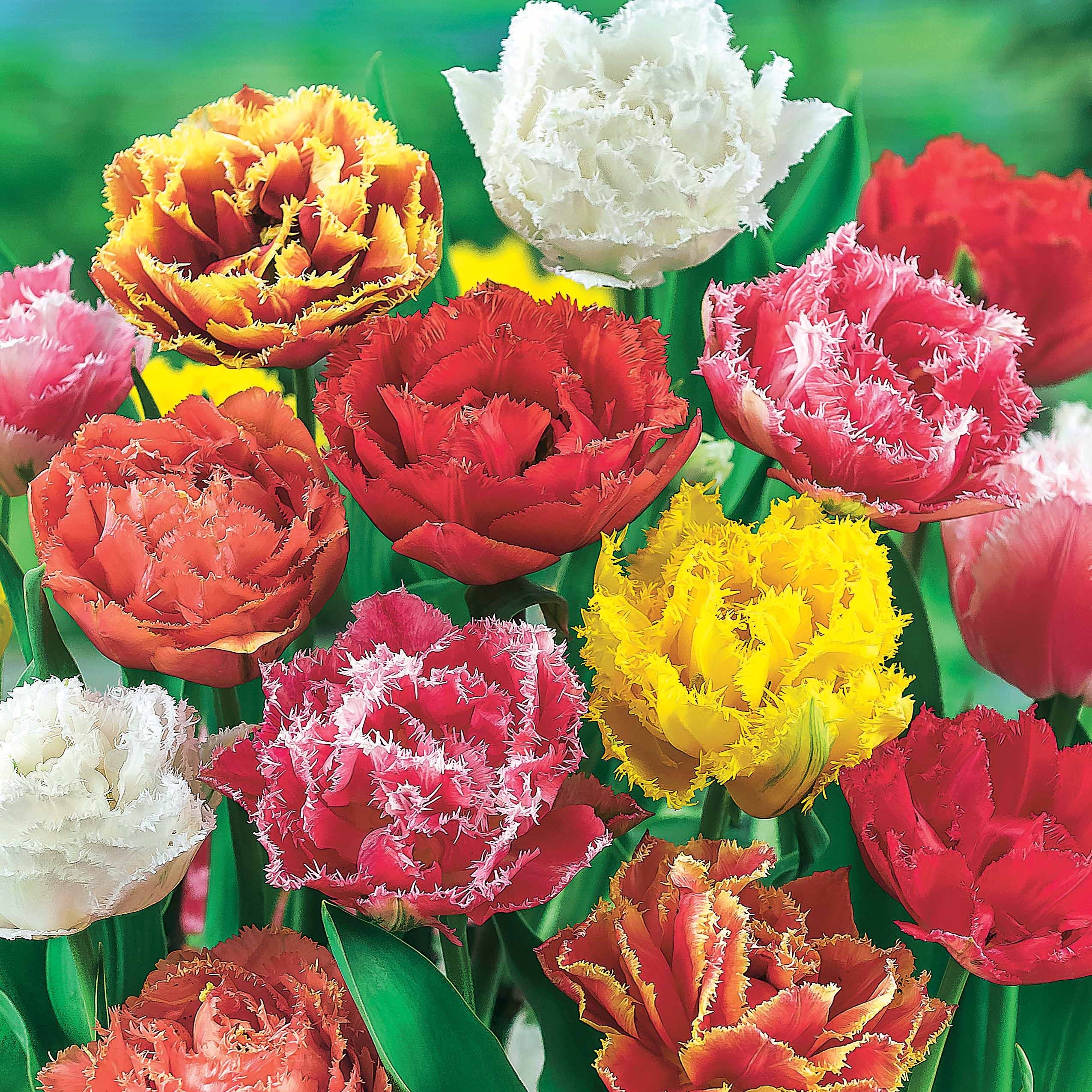 20 Tulipes frangées en mélange
