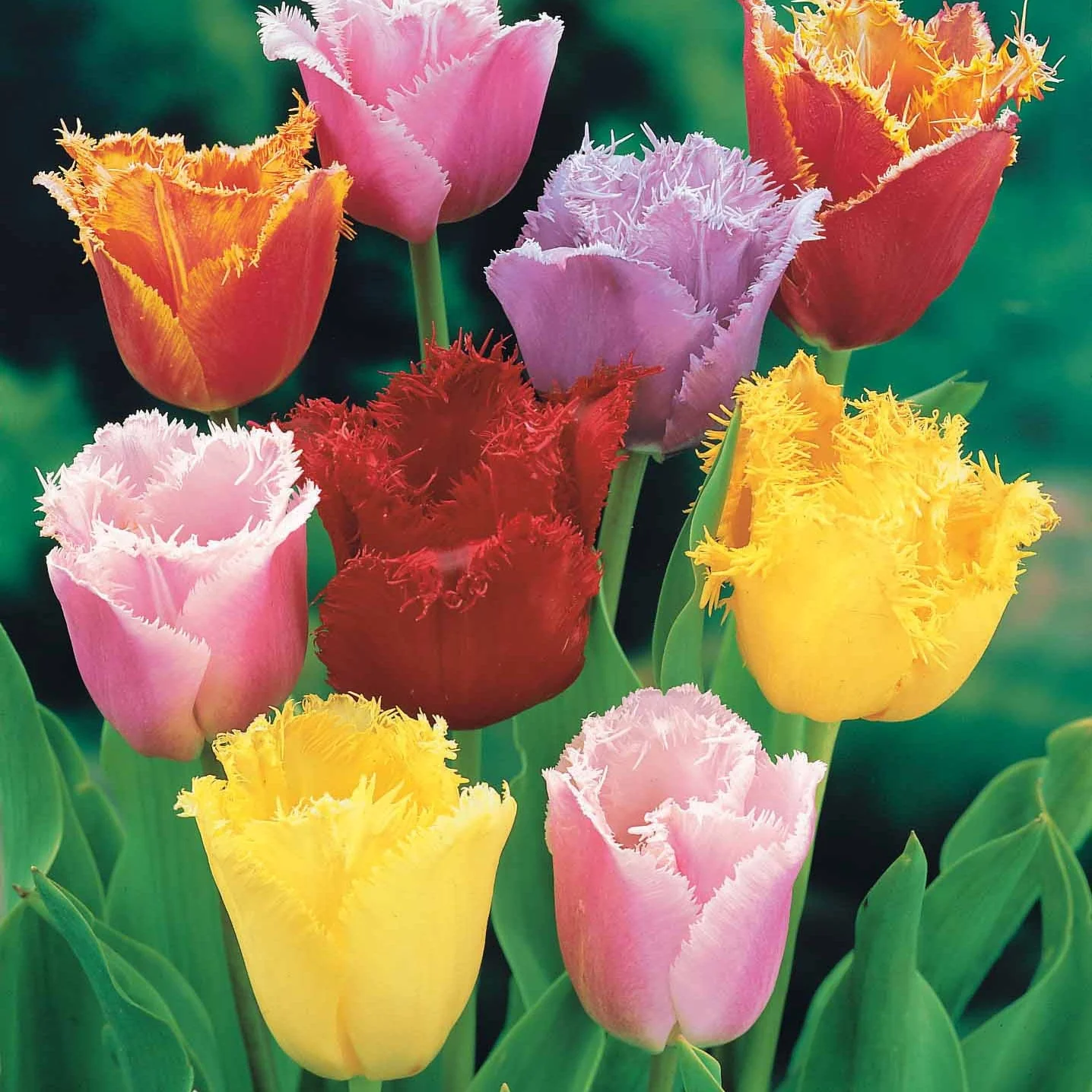 20 Tulipes frangées en mélange - Image 2