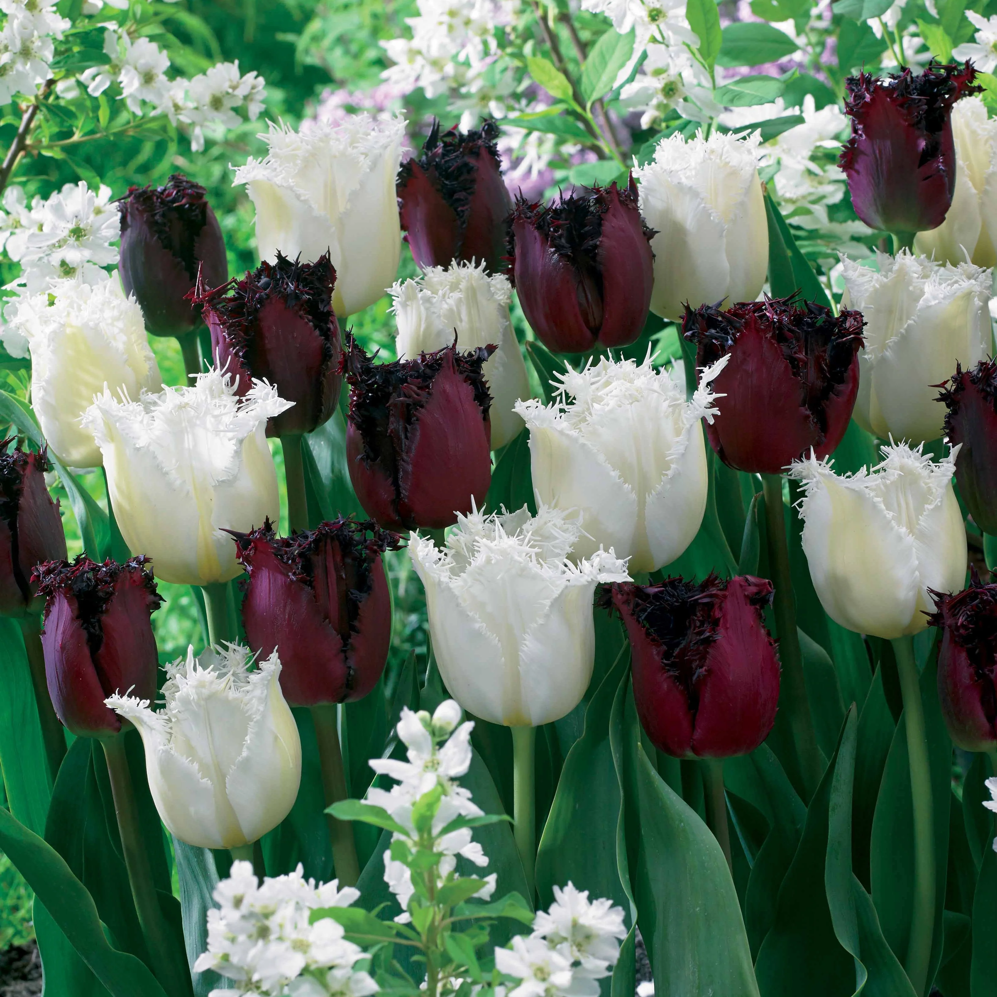 10 Tulipes frangées Pôle Nord et Labrador en mélange