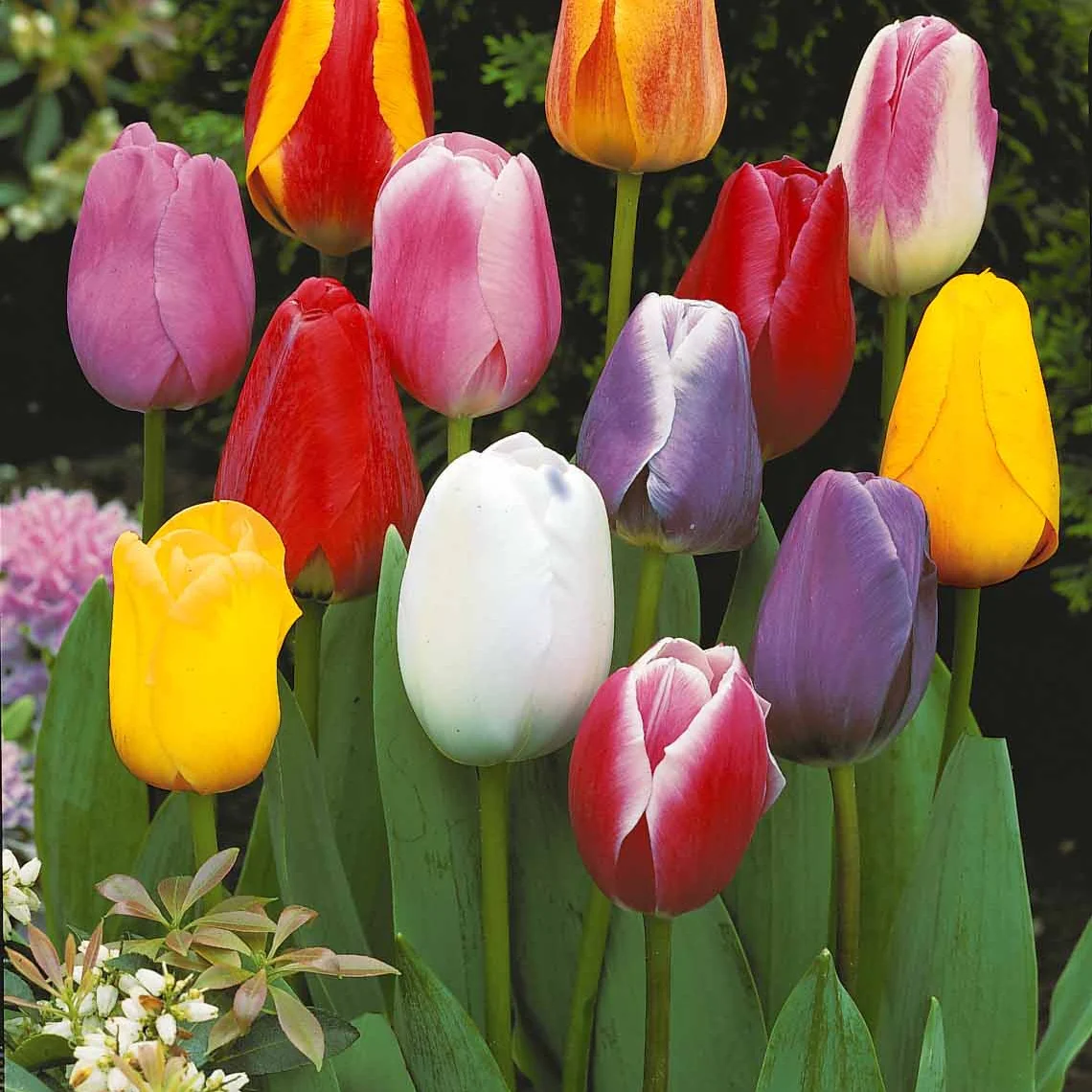 20 Tulipes tardives en mélange