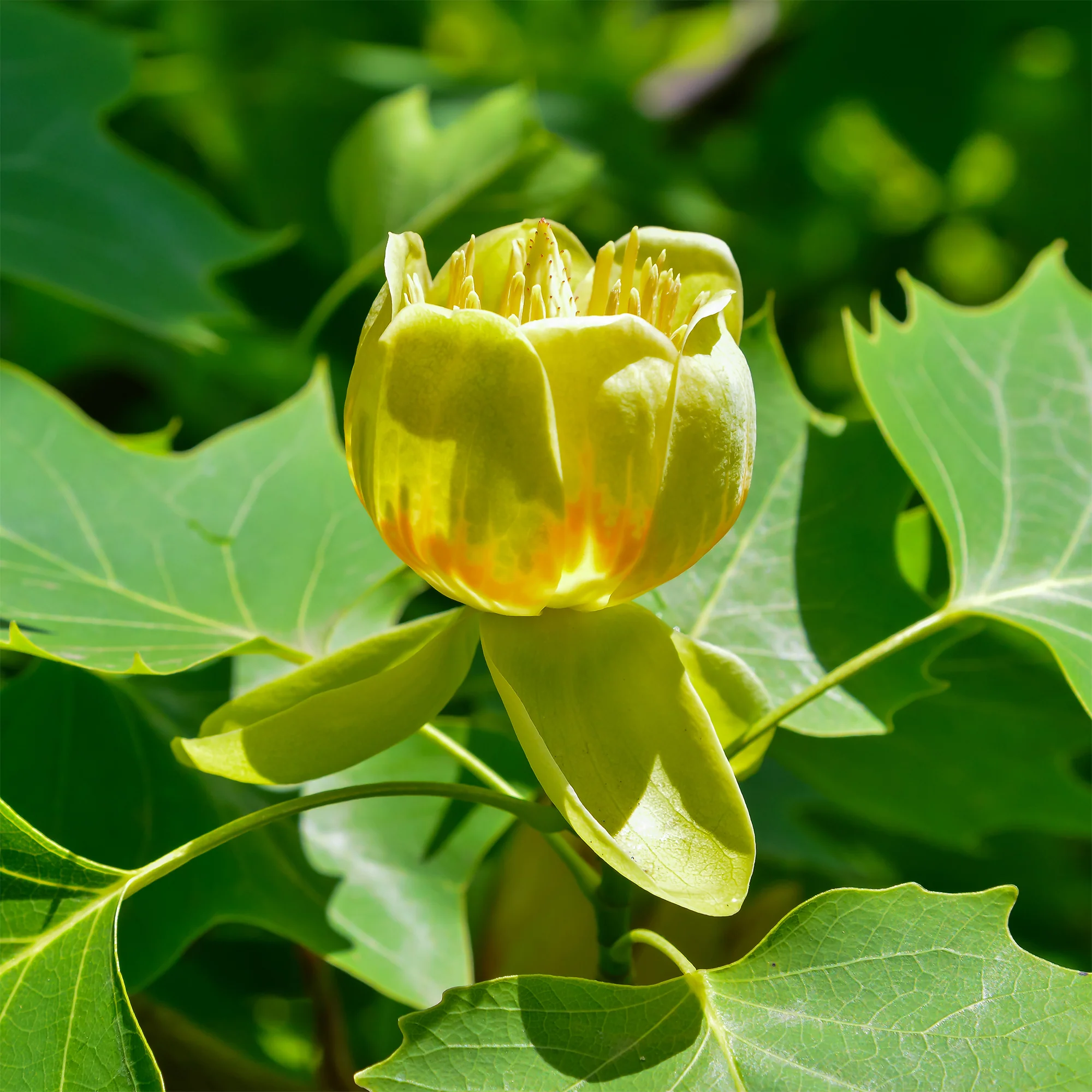 Tulipier - Image 4