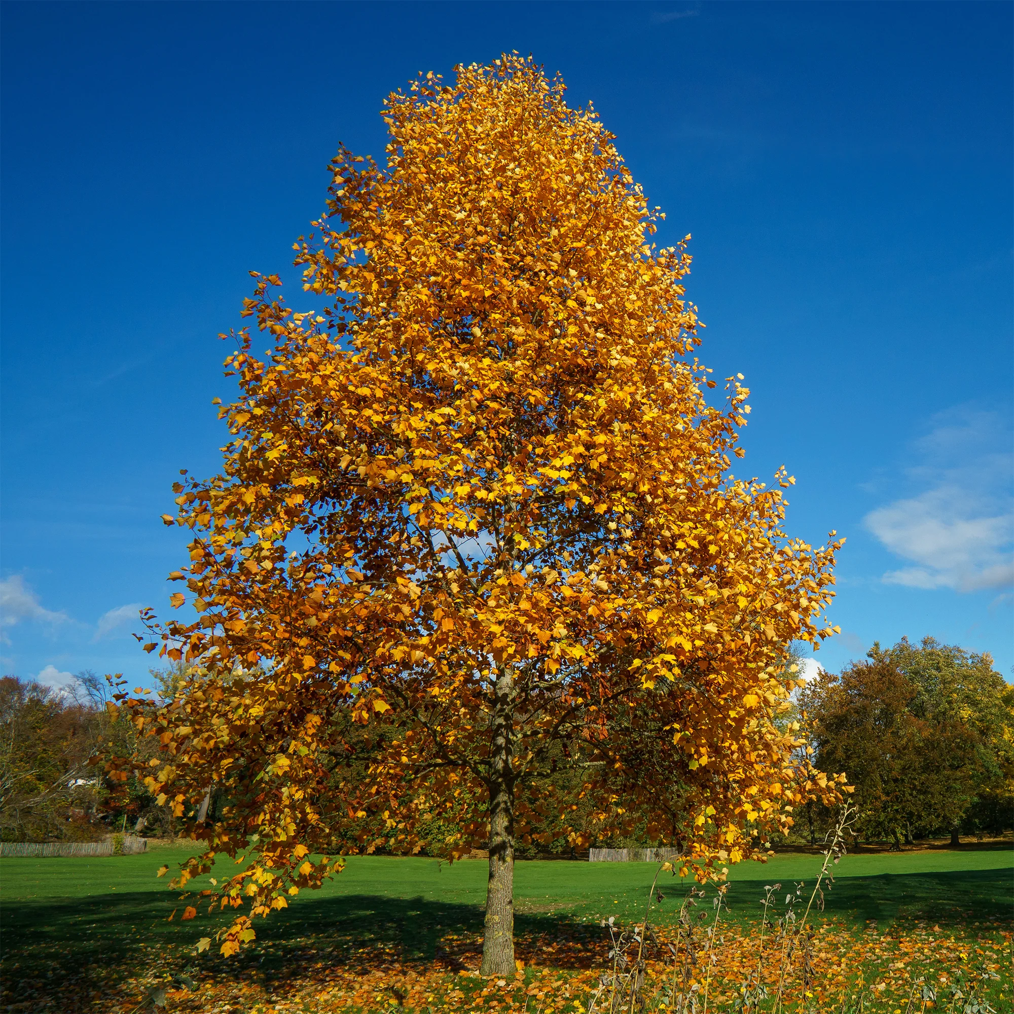 Tulipier - Image 7