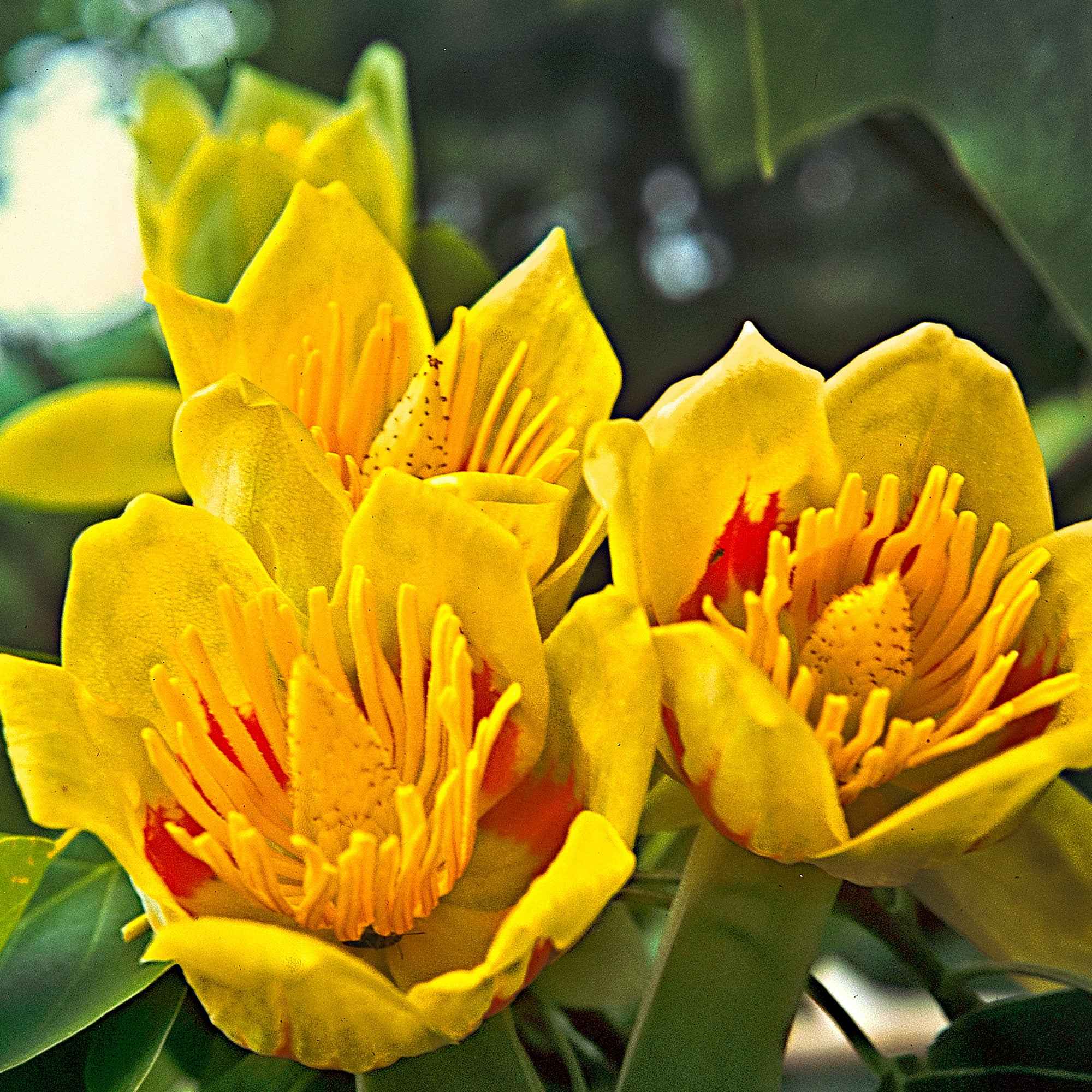 Tulipier - Image 9