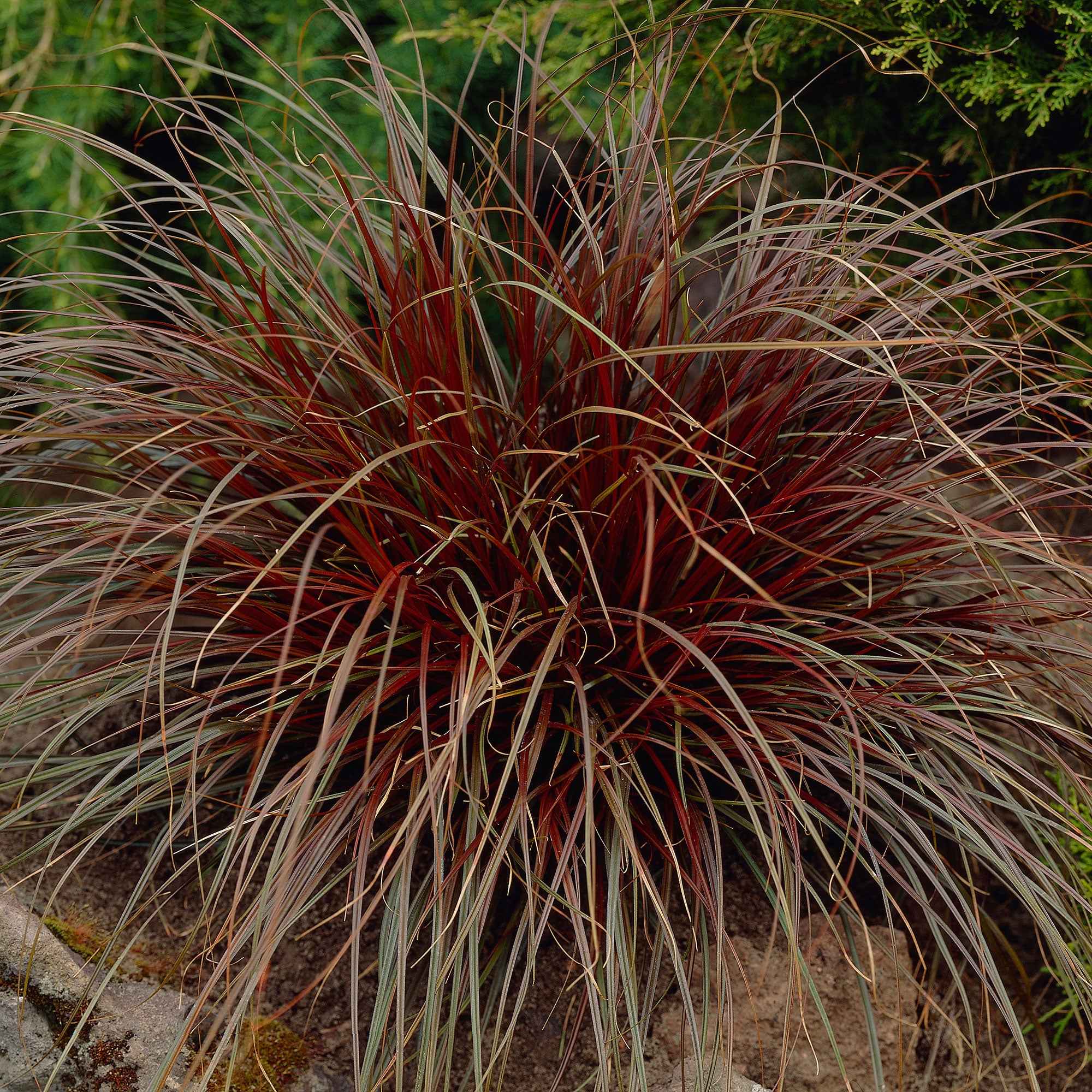 Uncinia 'Rubra'
