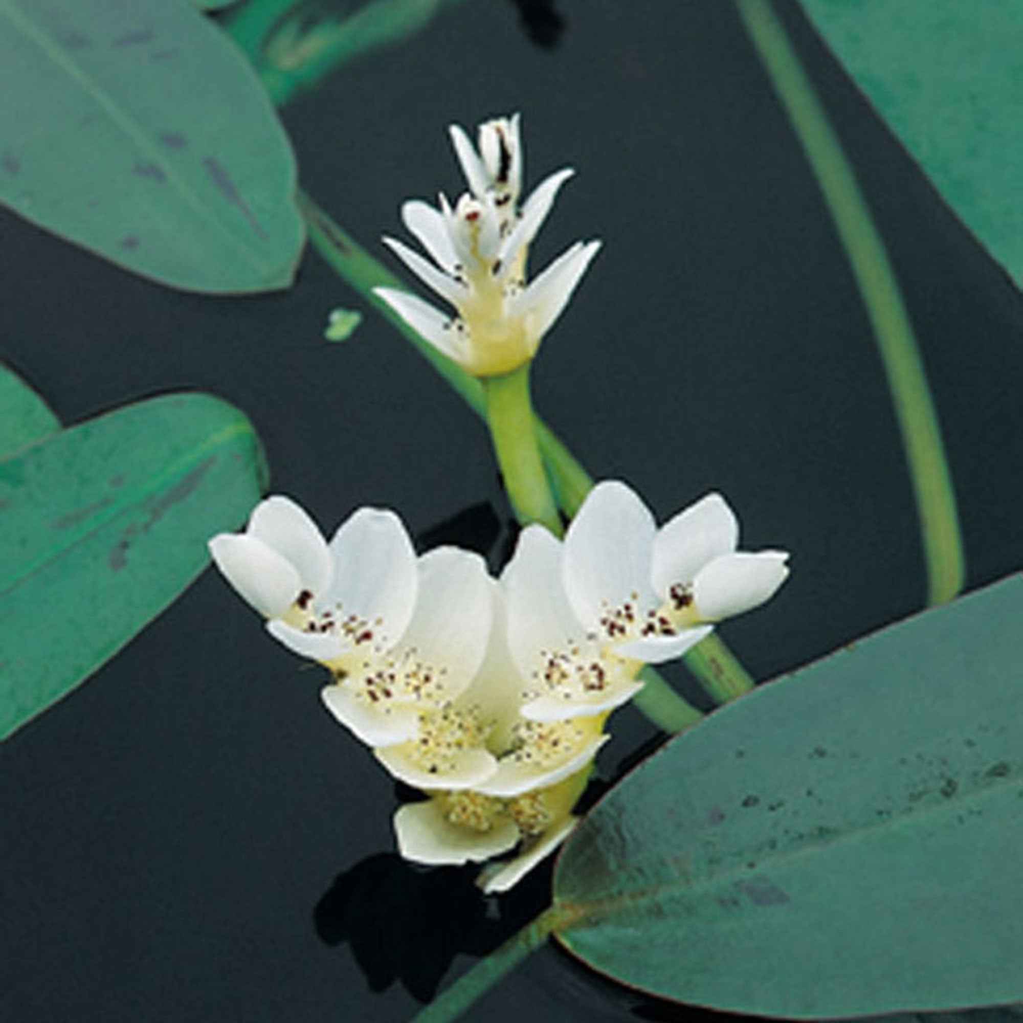 Vanille d'eau - Image 3