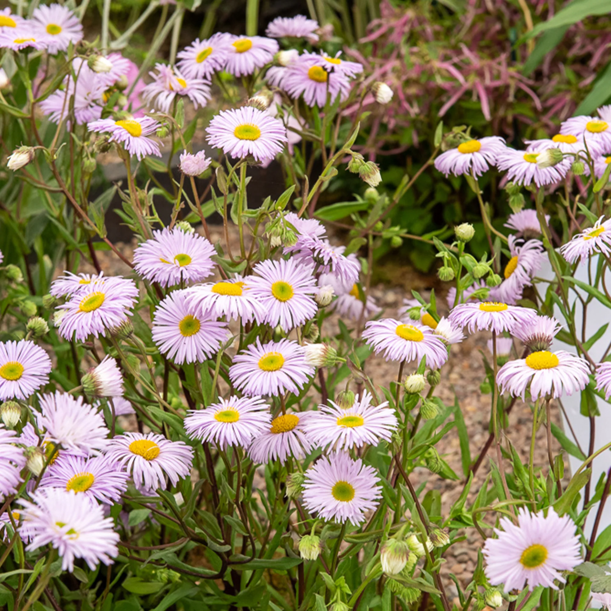 Vergerette Quakeress - Erigeron - Image 2