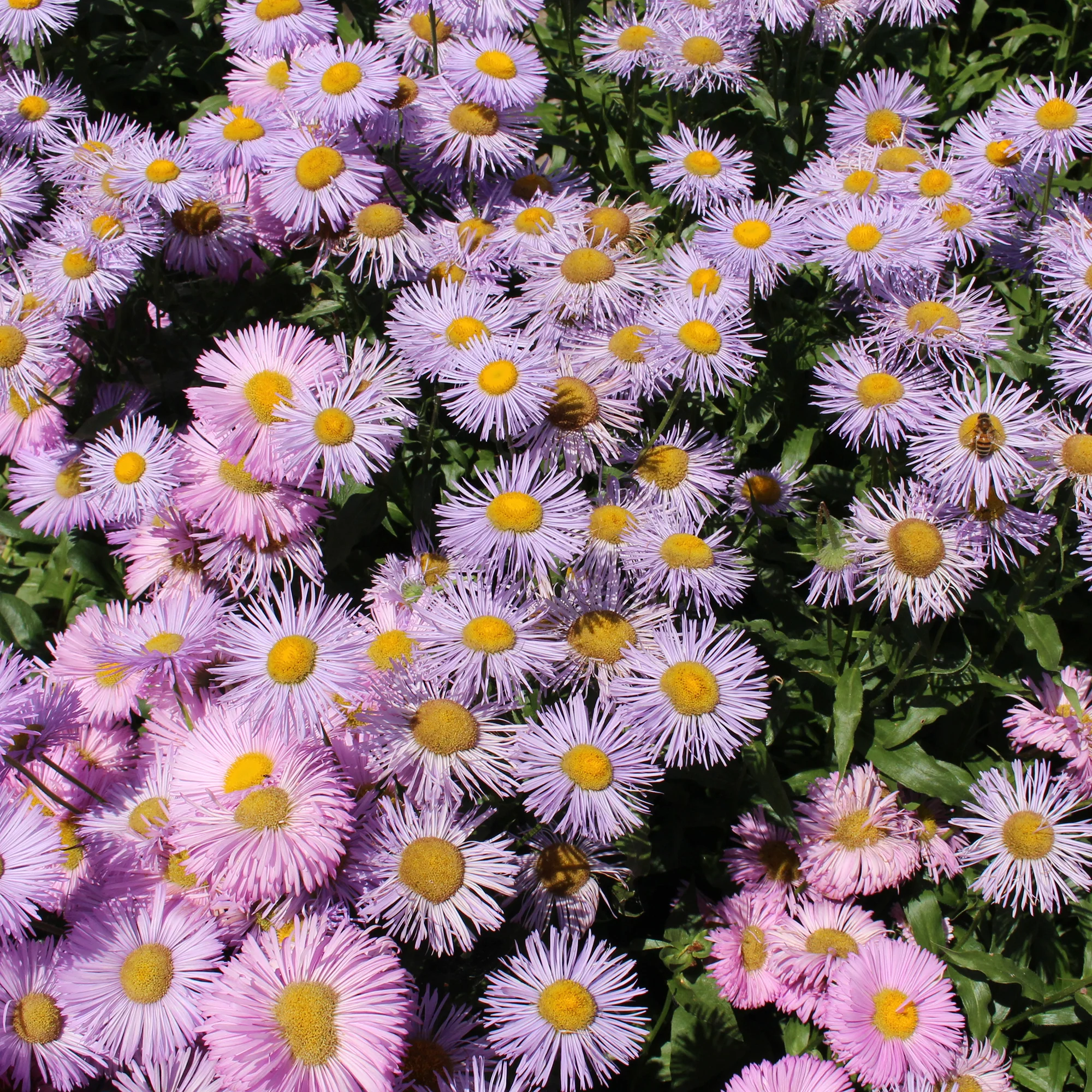 Vergerette Rosa Jewel - Erigeron - Image 2