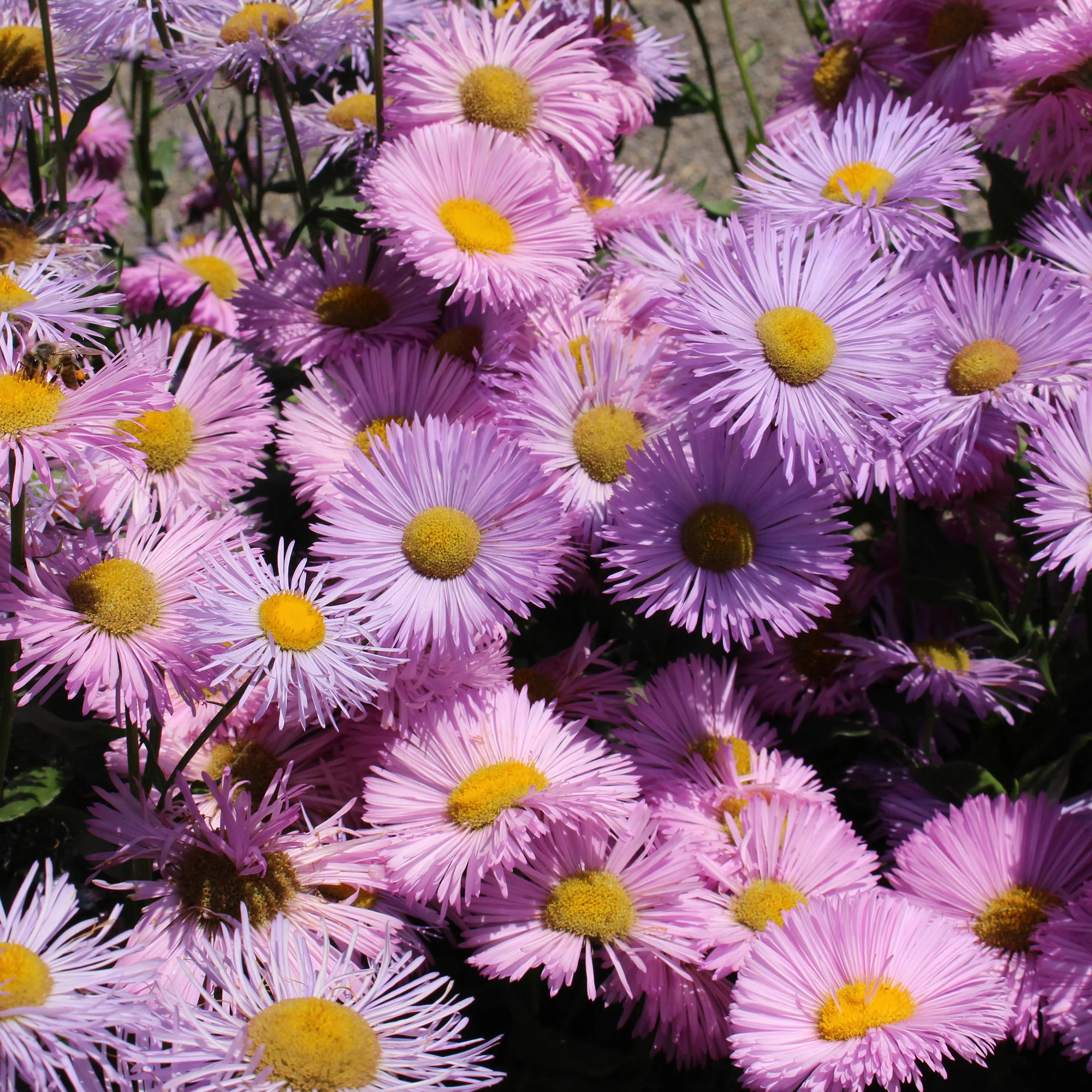 Vergerette Rosa Jewel - Erigeron - Image 3