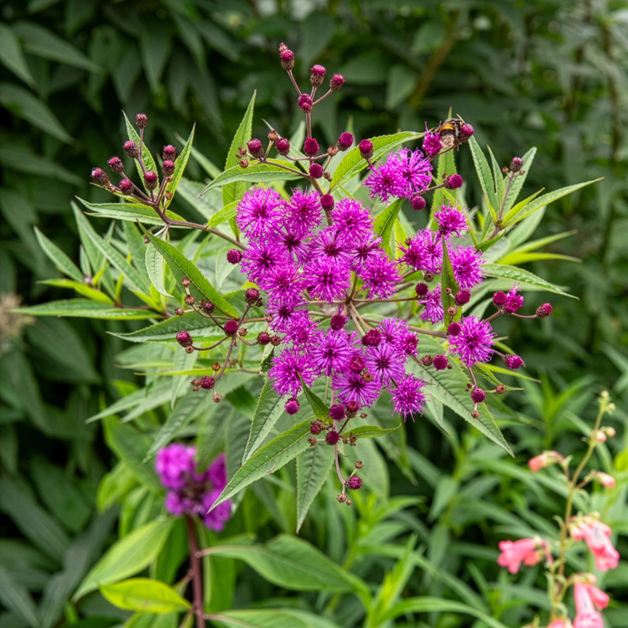 Vernonie - Image 4