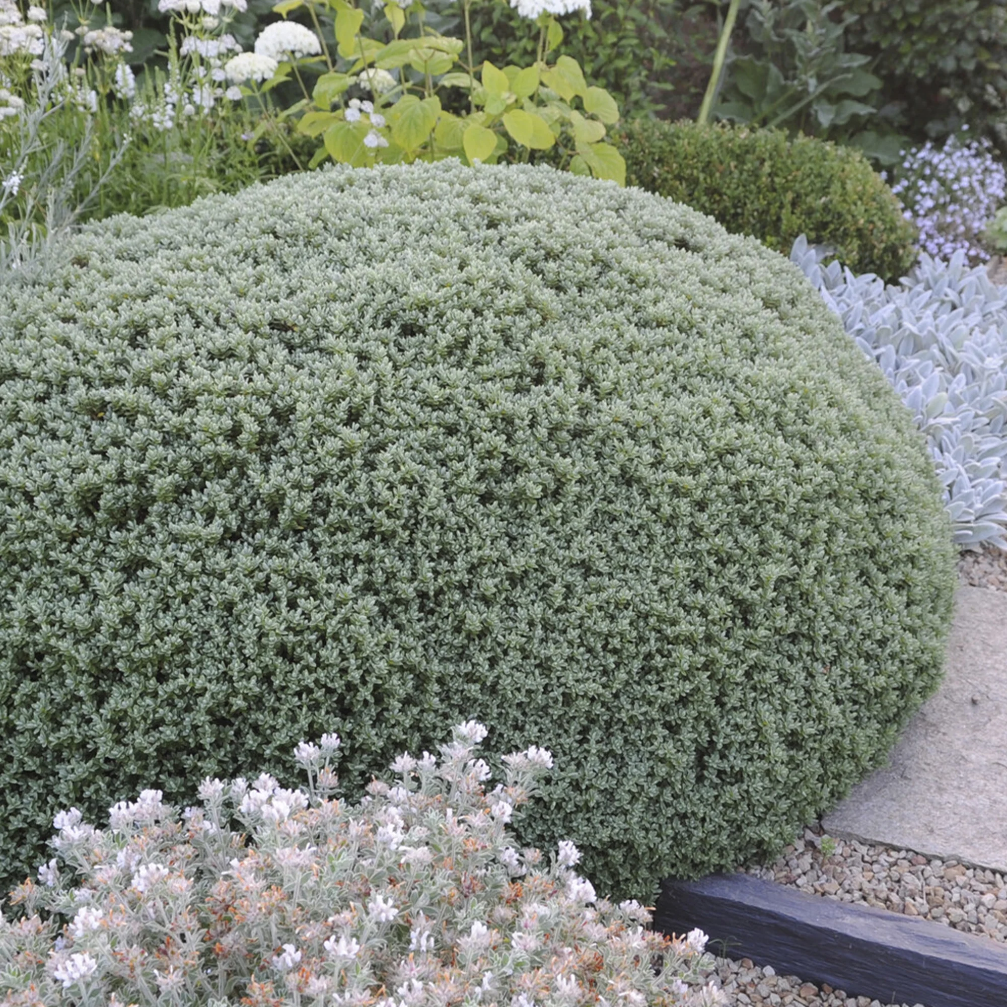 Véronique arbustive Sutherlandii - Hebe - Image 2