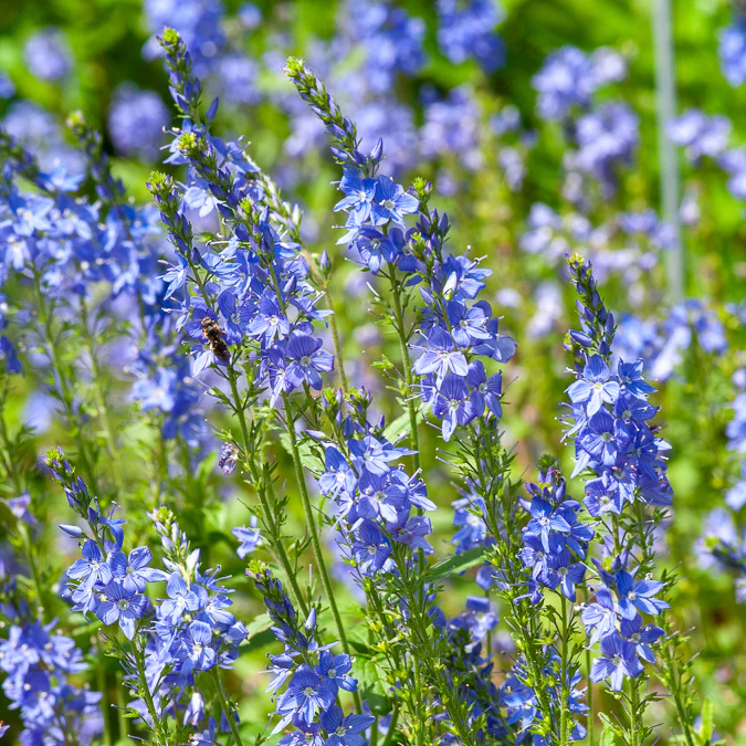 Véronique d'Autriche Royal Blue - Image 3
