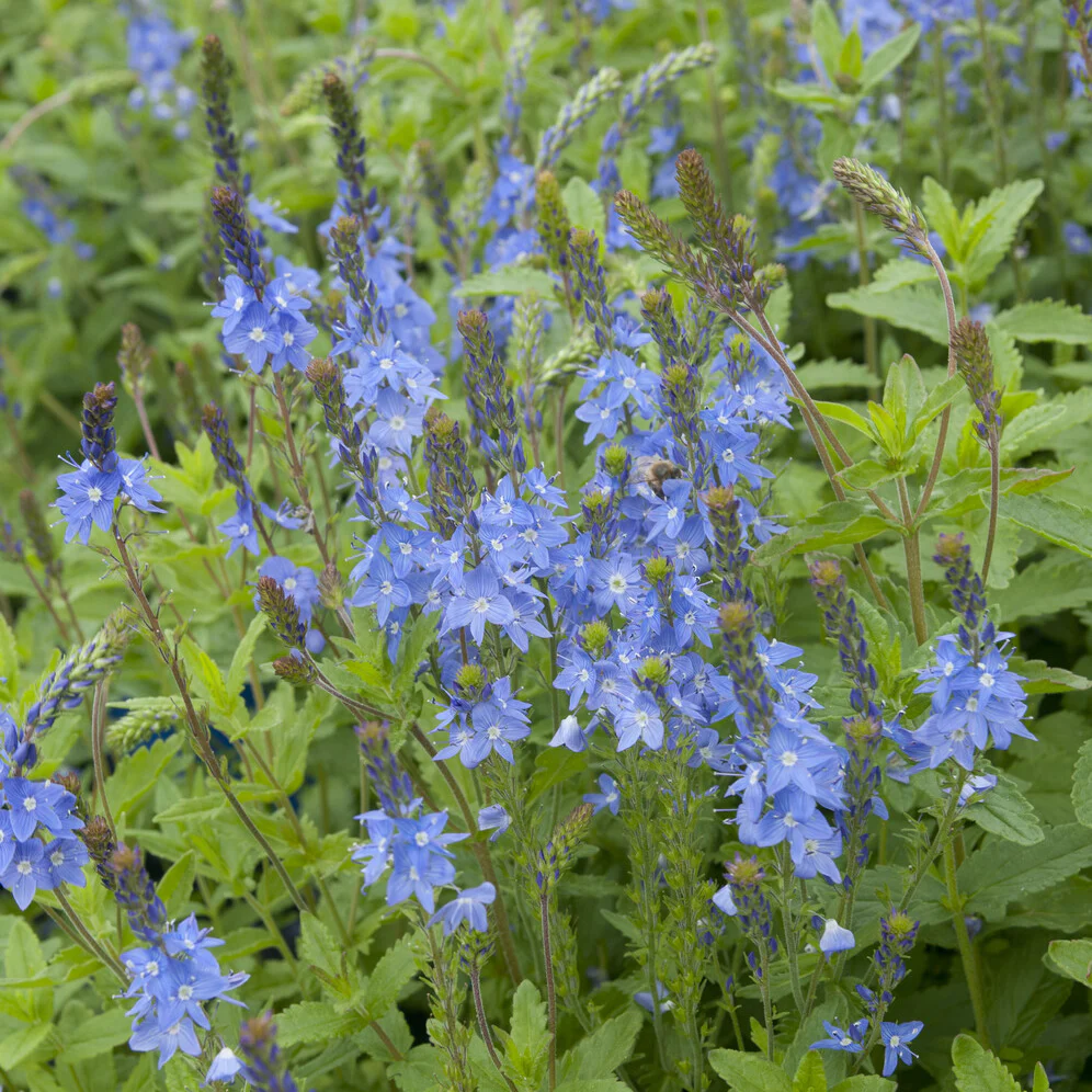 Véronique d'Autriche Royal Blue - Image 4