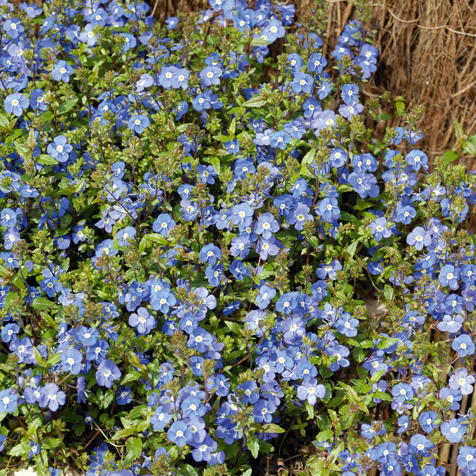 Véronique rampante Georgia Blue - Image 2