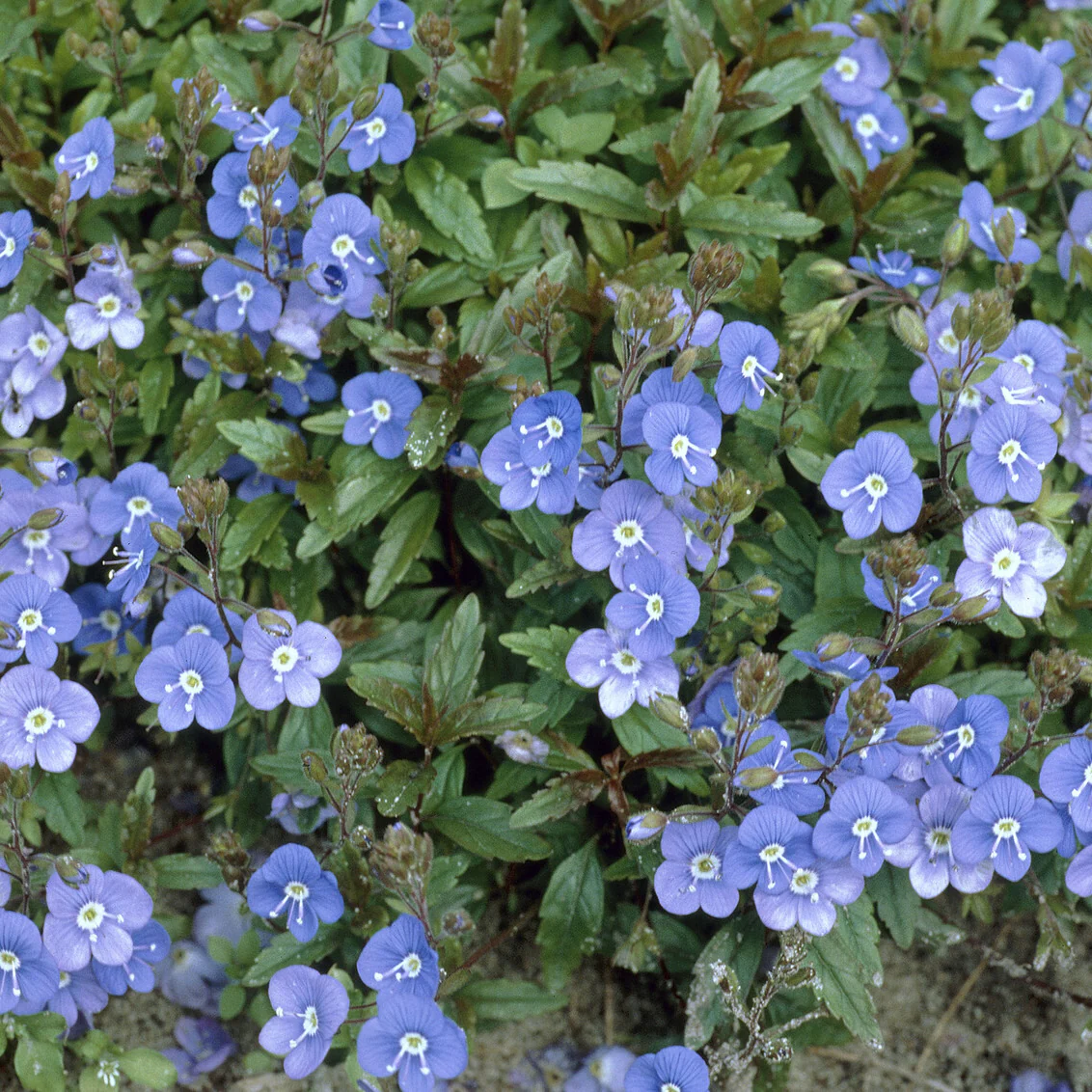 Véronique rampante Georgia Blue - Image 3