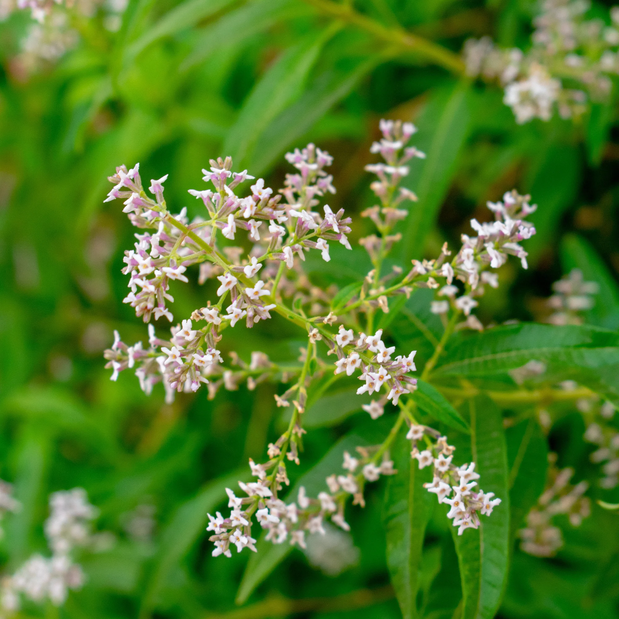 Verveine citronnelle - Image 3