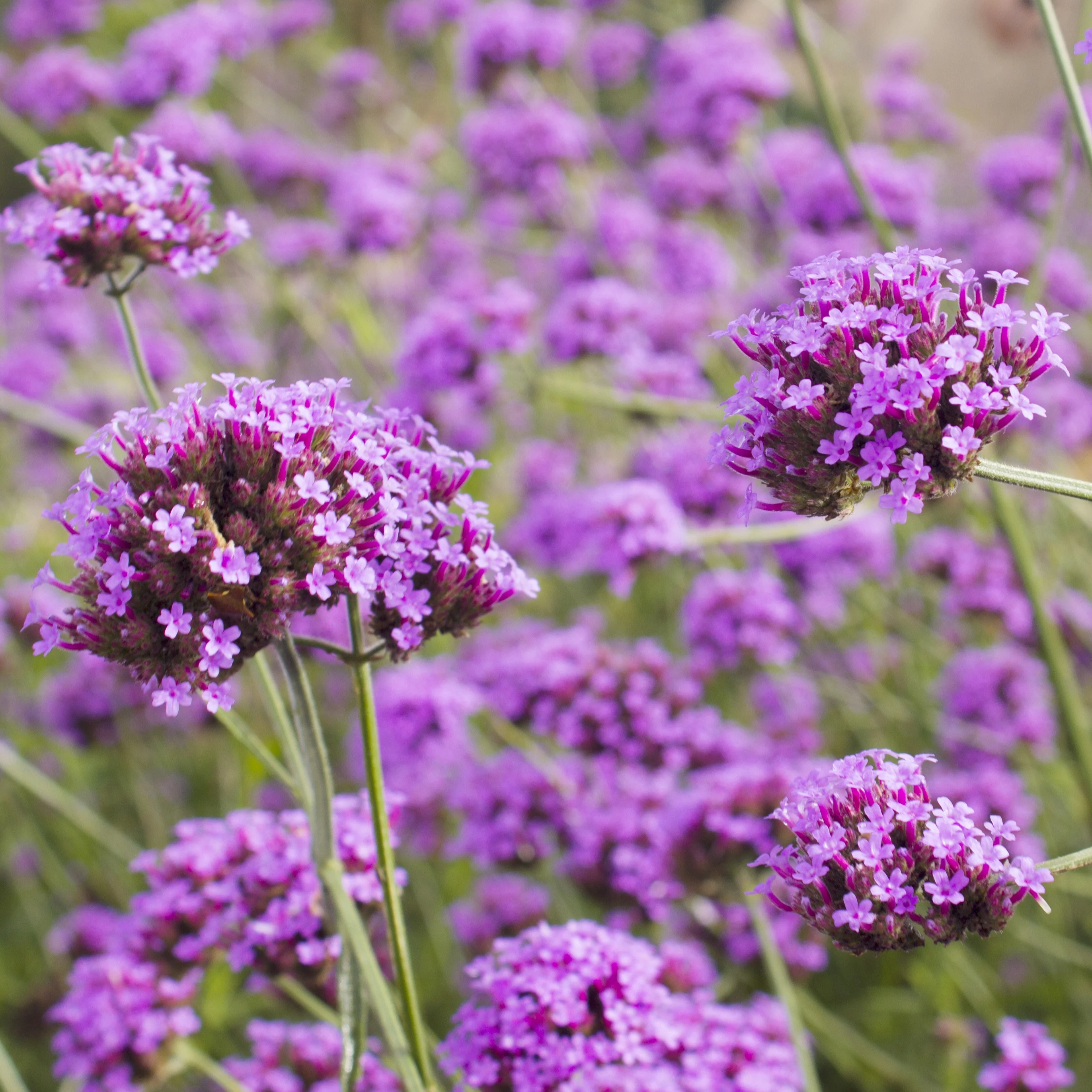 Verveine de Buenos-Aires - Image 3
