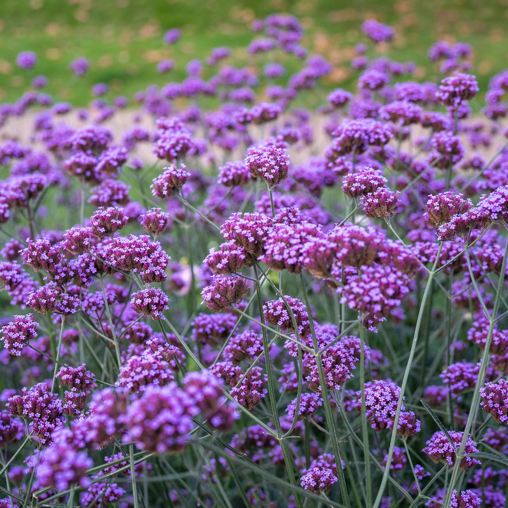Verveine de Buenos-Aires - Image 4
