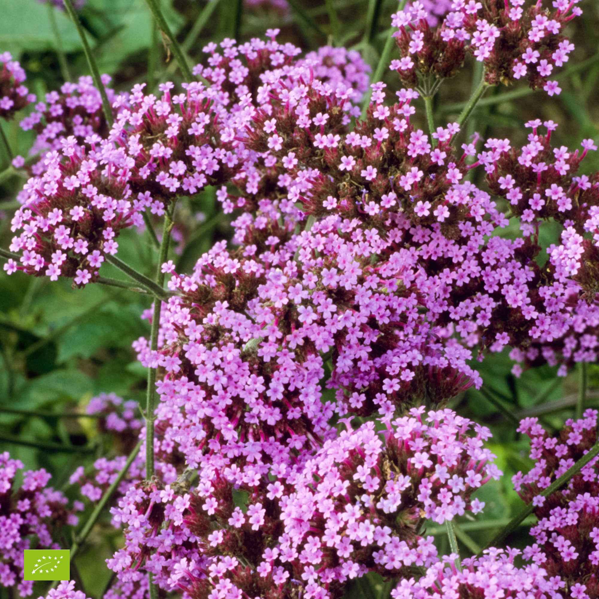 Verveine de Buenos Aires 'Lollipop' - Image 3