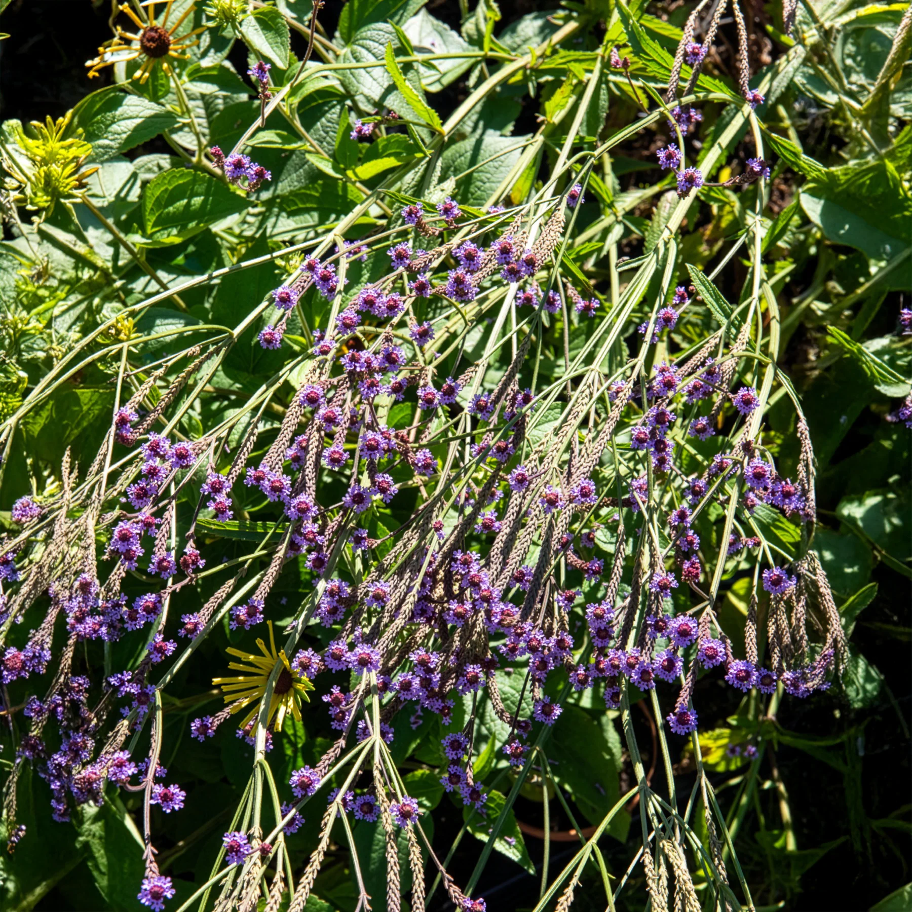 Verveine Lavender Spires - Image 2