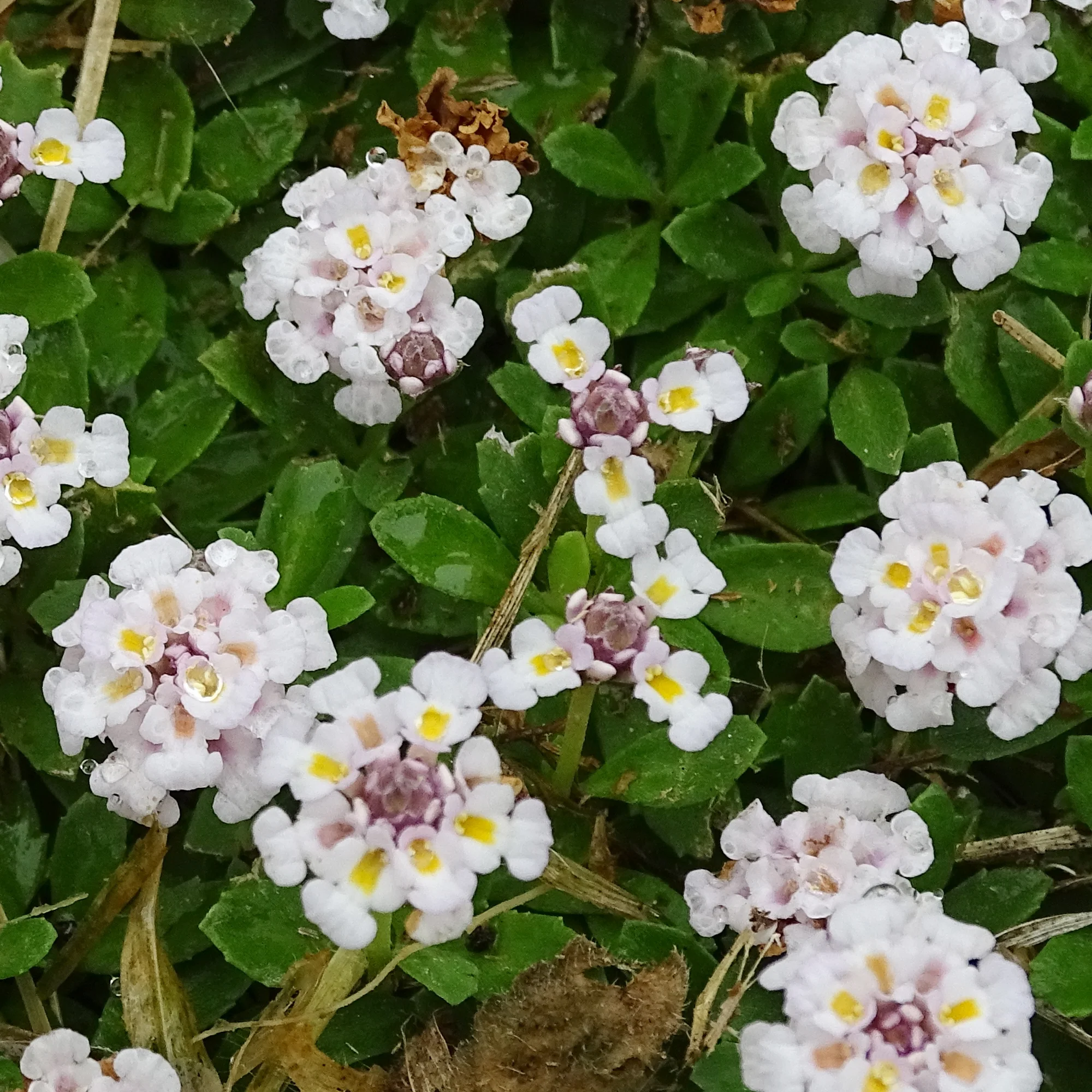 Verveine nodiflore Phyla rampant