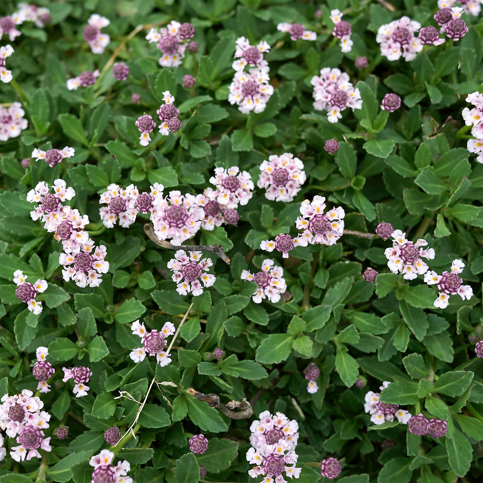 Verveine nodiflore Phyla rampant - Image 2