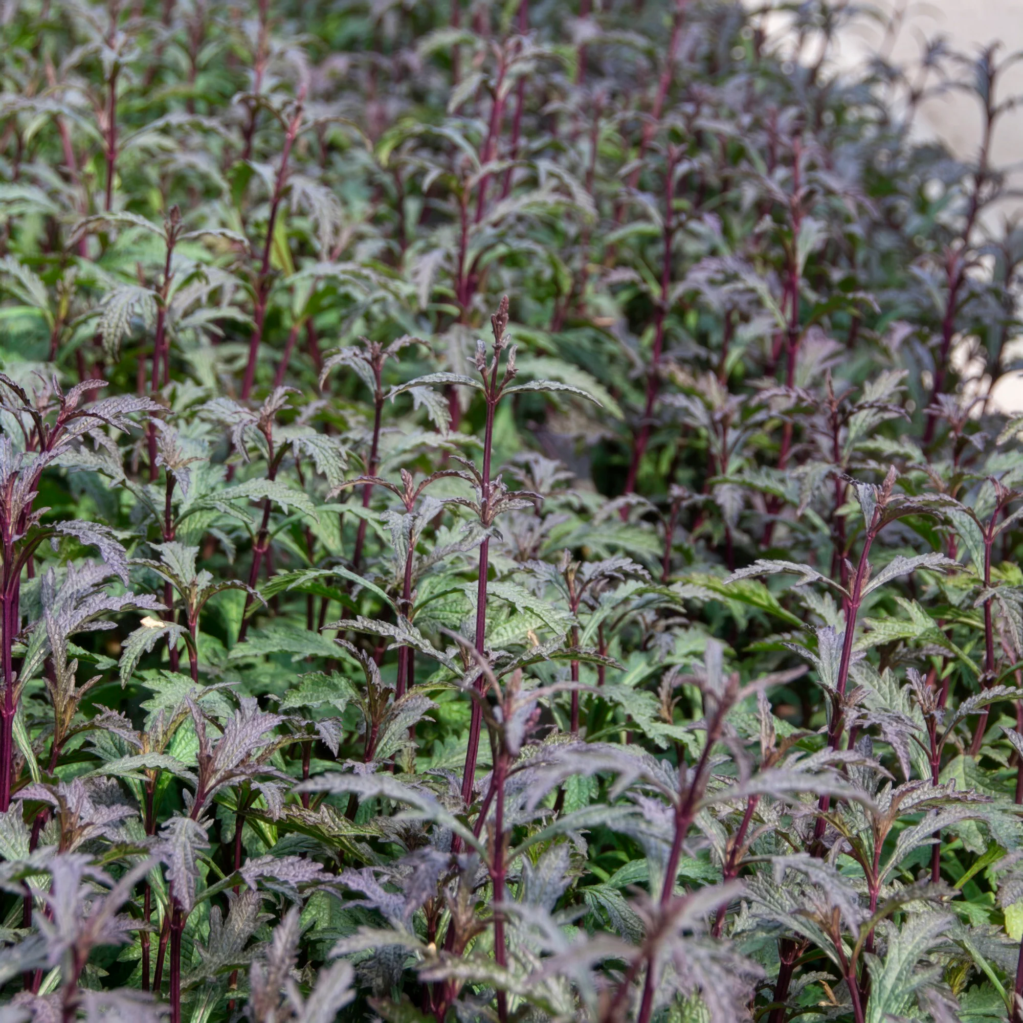 Verveine officinale Bampton - Image 3
