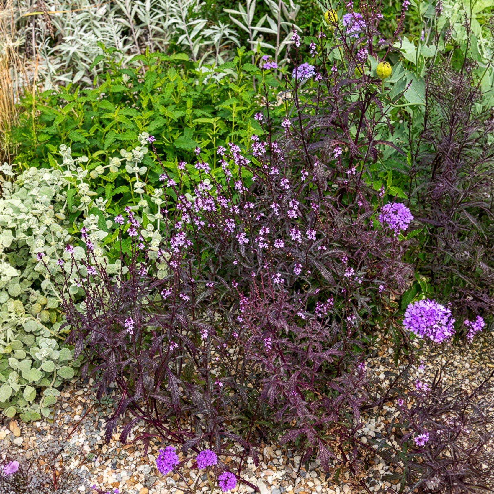 Verveine officinale Bampton - Image 4