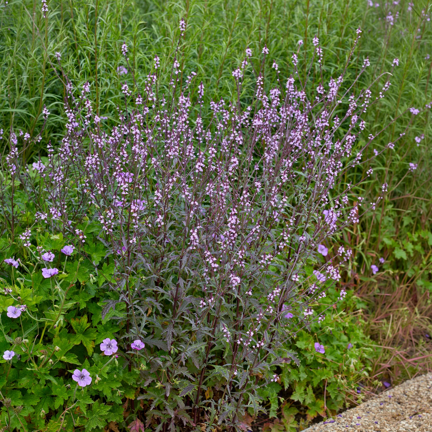 Verveine officinale Bampton - Image 5