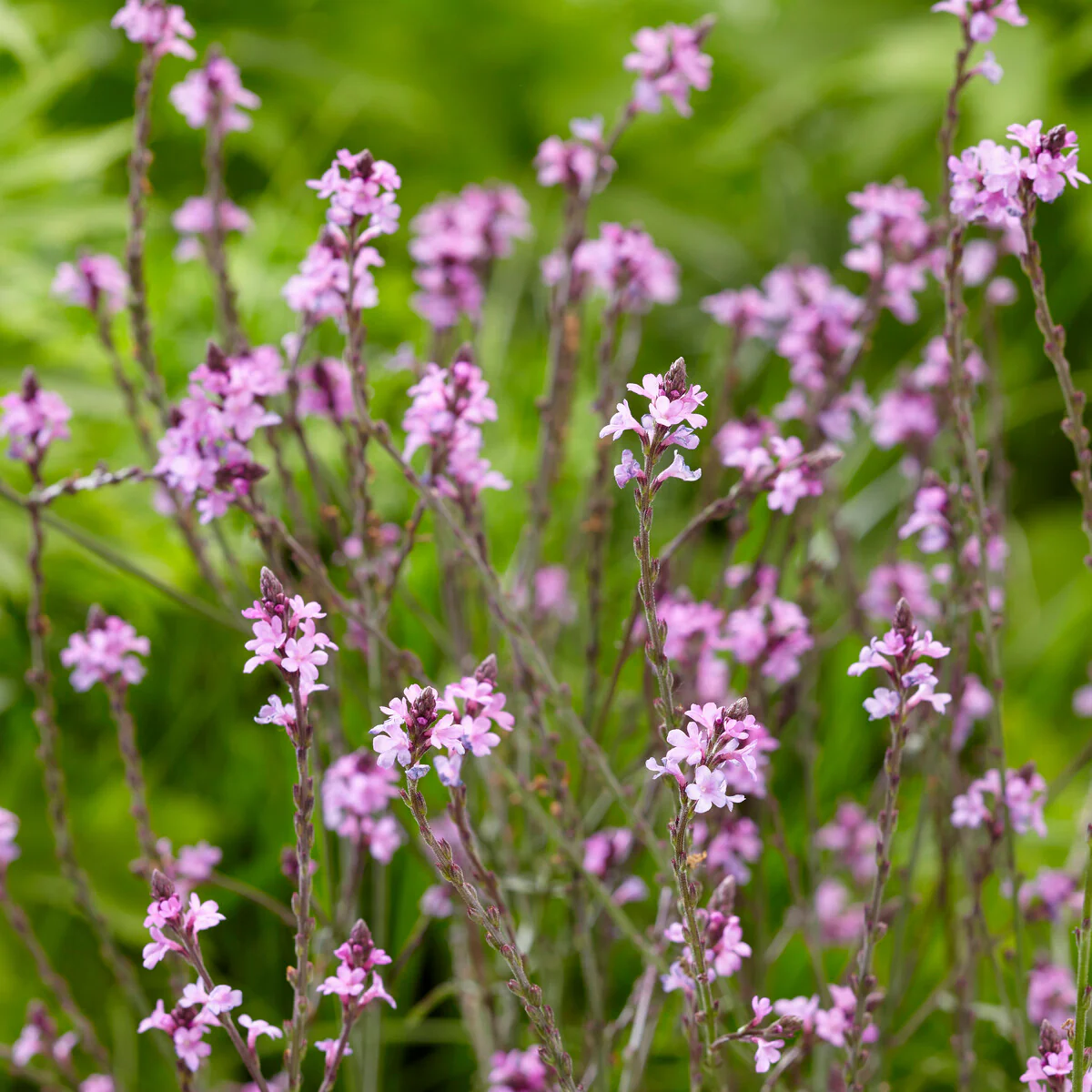 Verveine officinale Bampton - Image 6