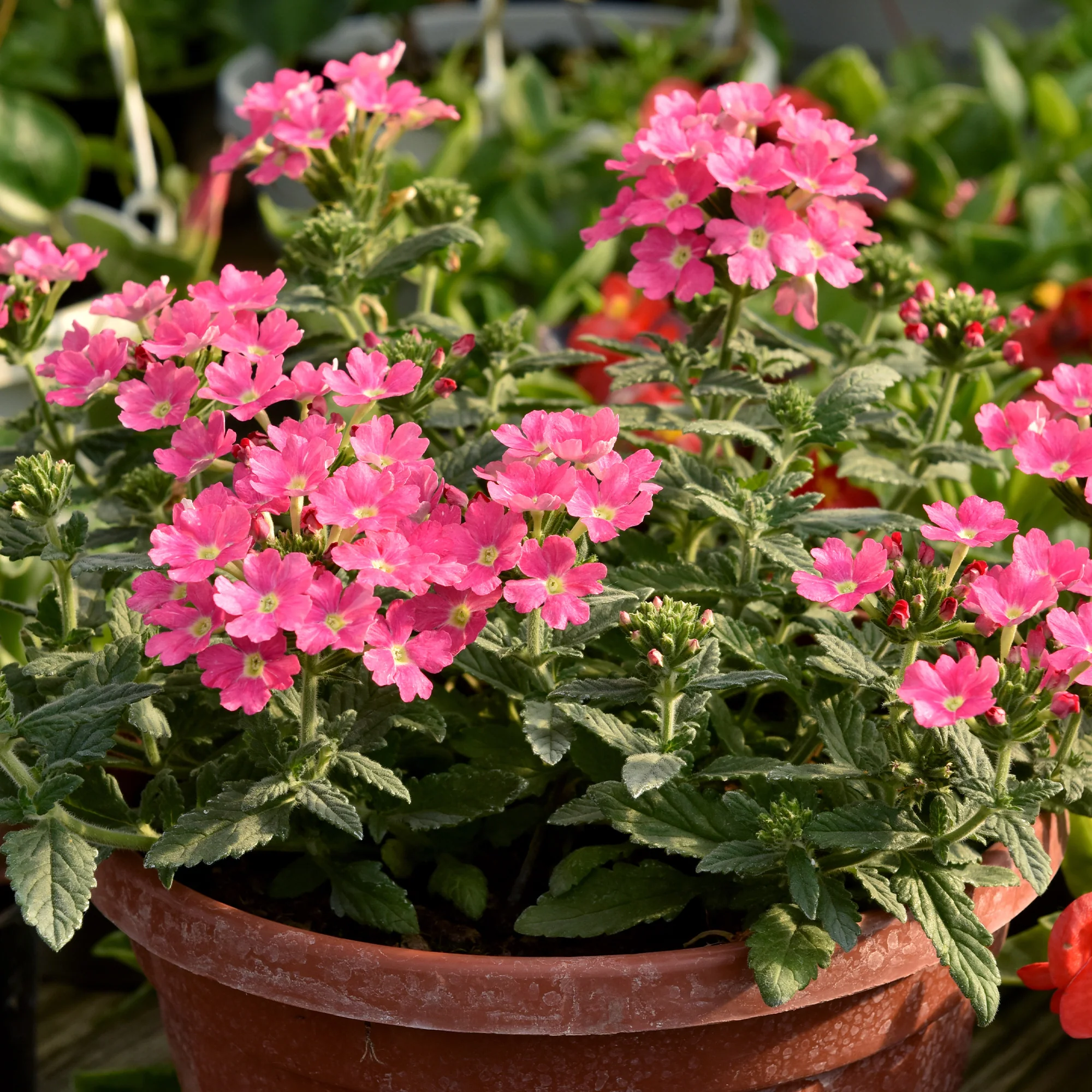 Verveine retombante rose