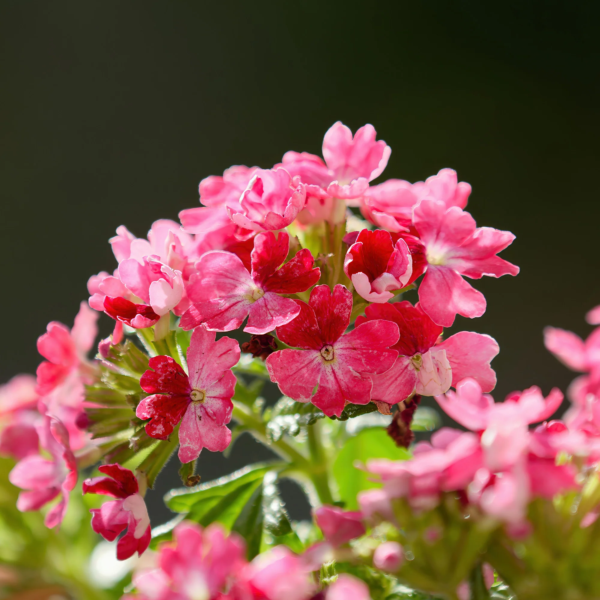 Verveine retombante rose - Image 2