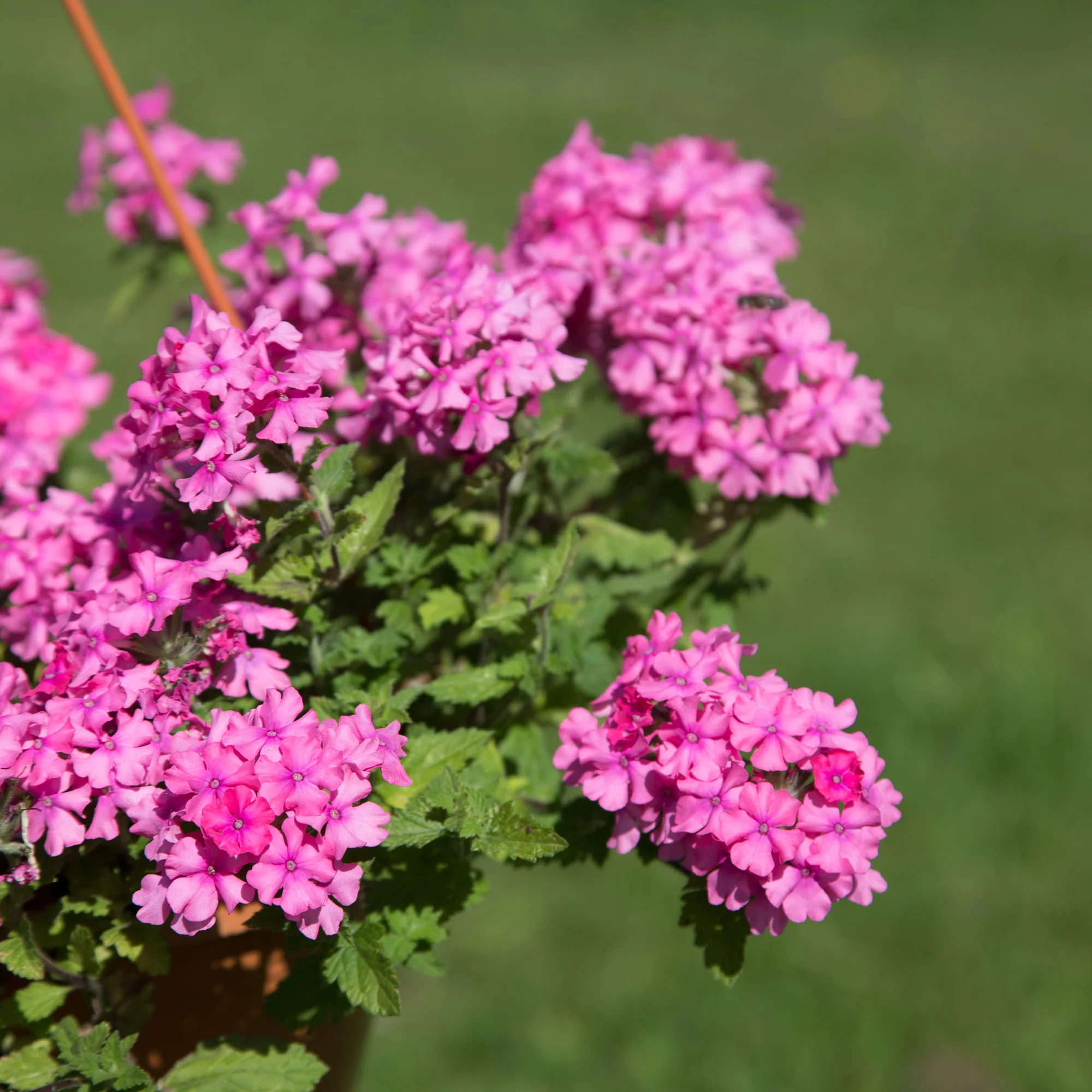 Verveine retombante rose - Image 3