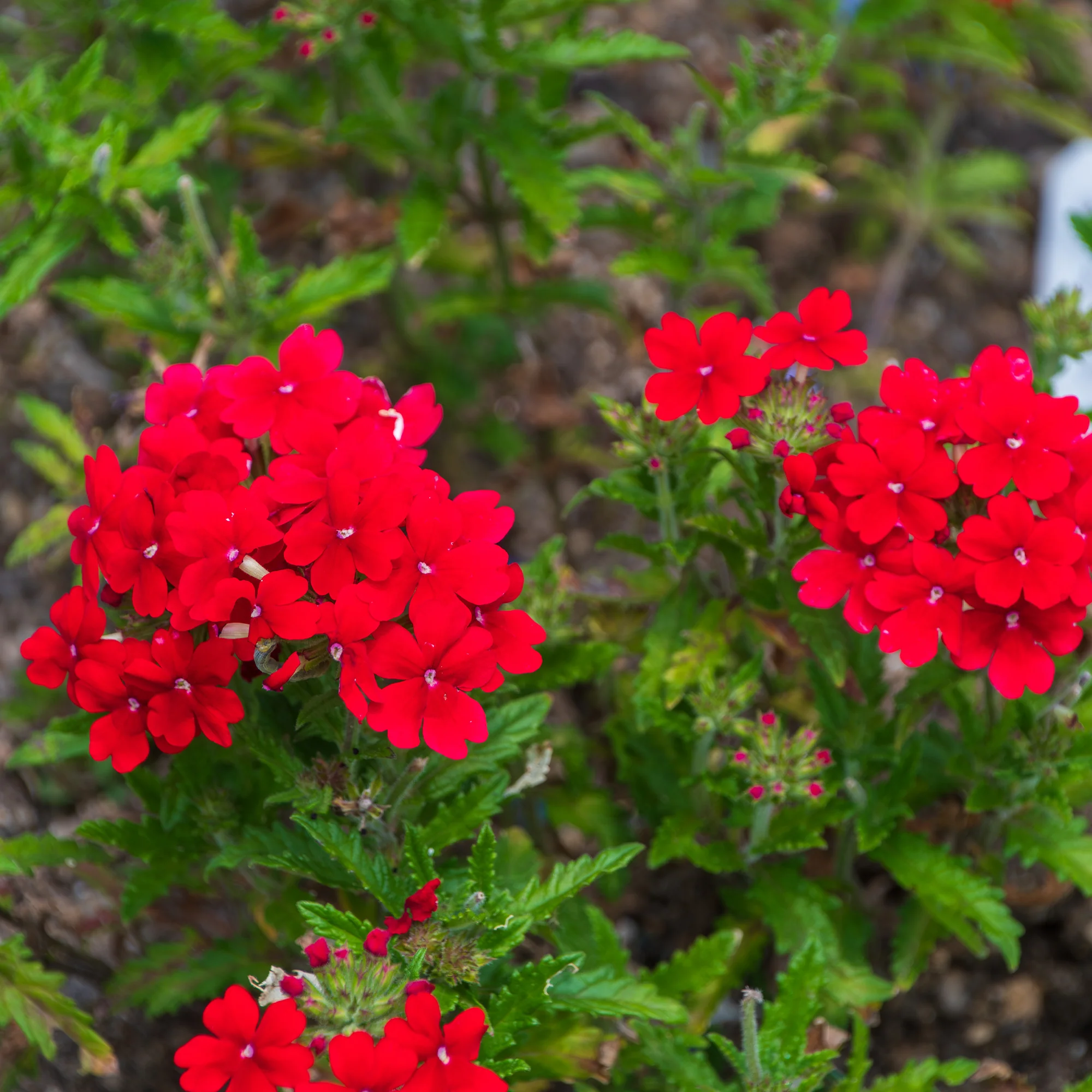 Verveine retombante rouge - Image 3