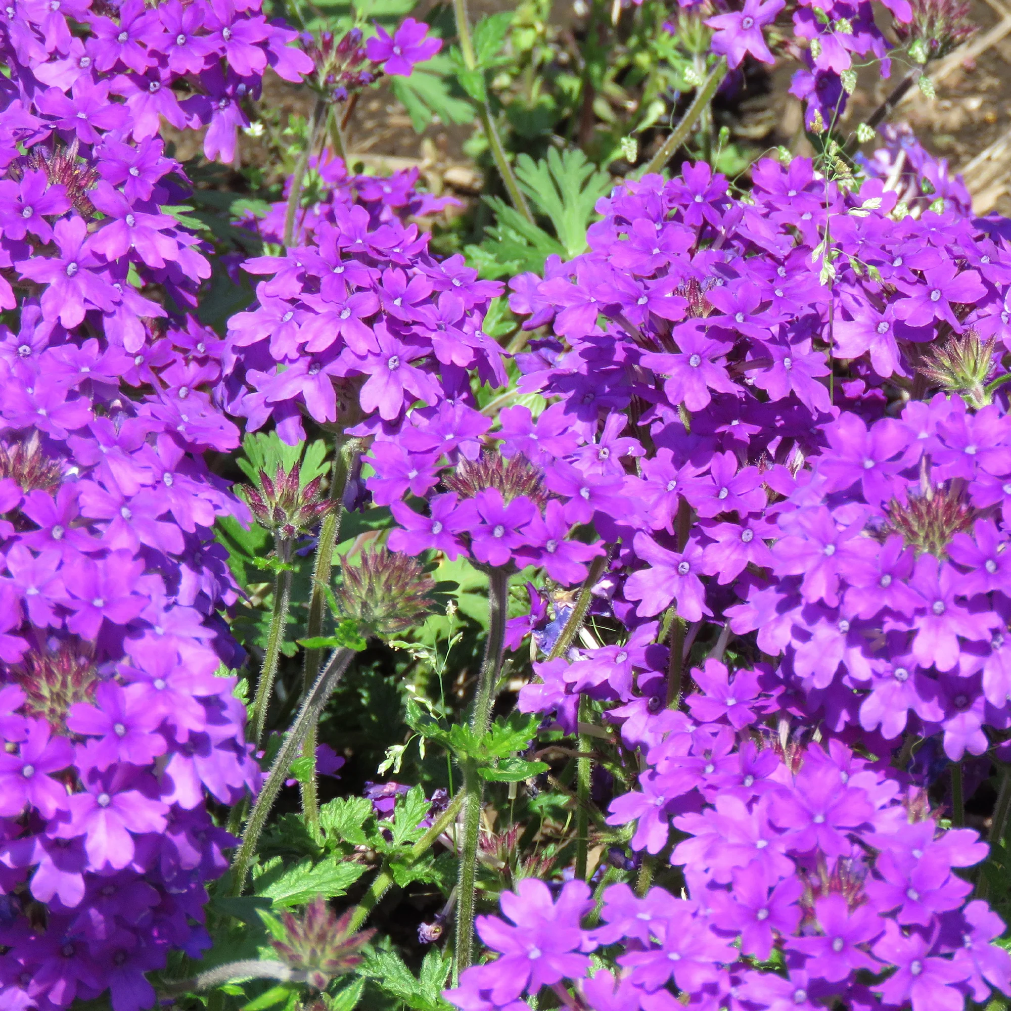 Verveine retombante violette