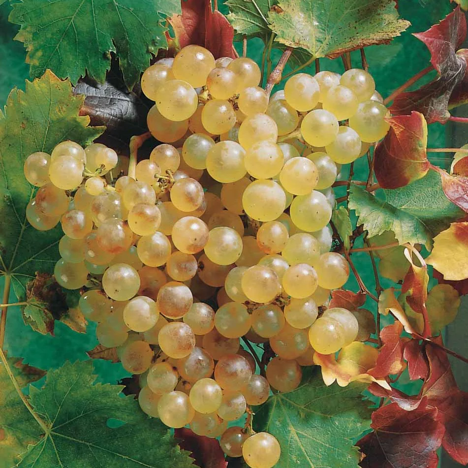 Vigne Chasselas de Fontainebleau - Image 3