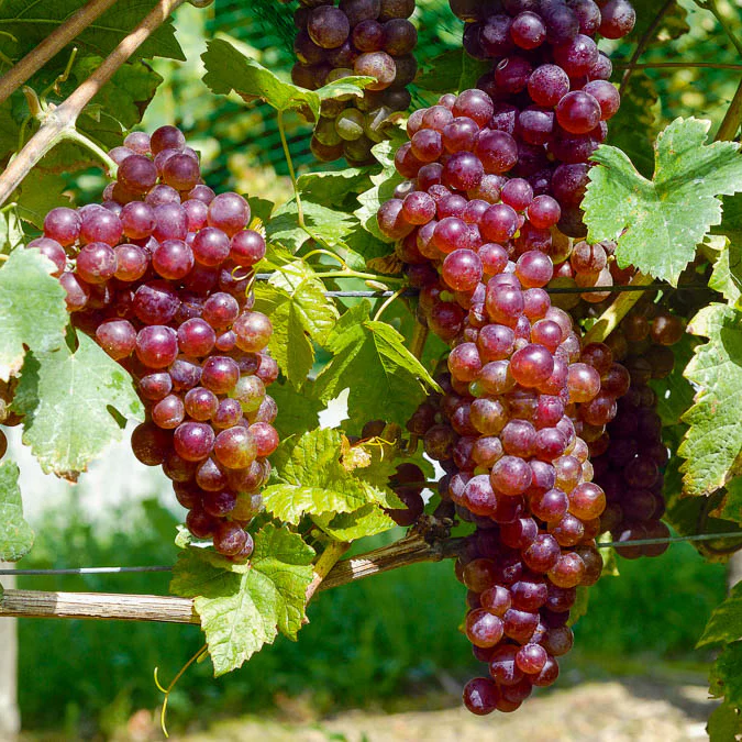 Vigne Chasselas rose - Image 3