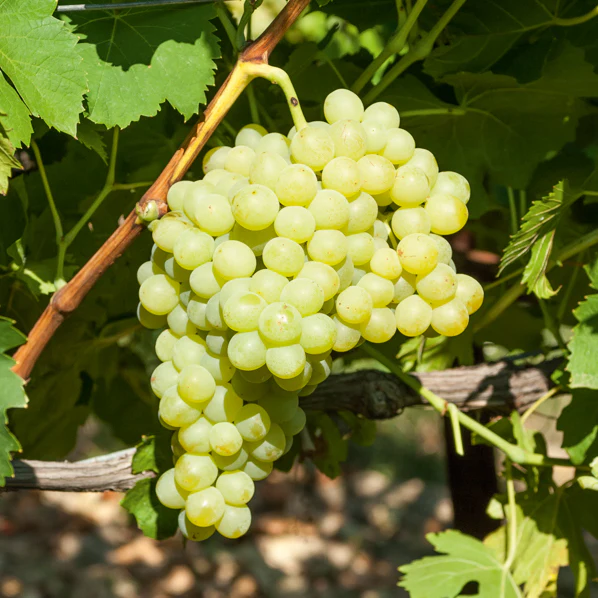 Vigne Exalta - Image 3