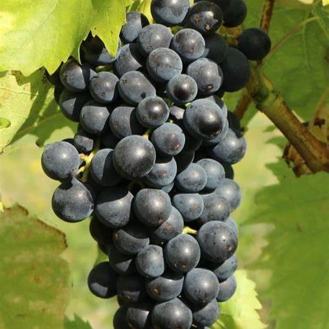 Vigne muscat bleu - Image 2