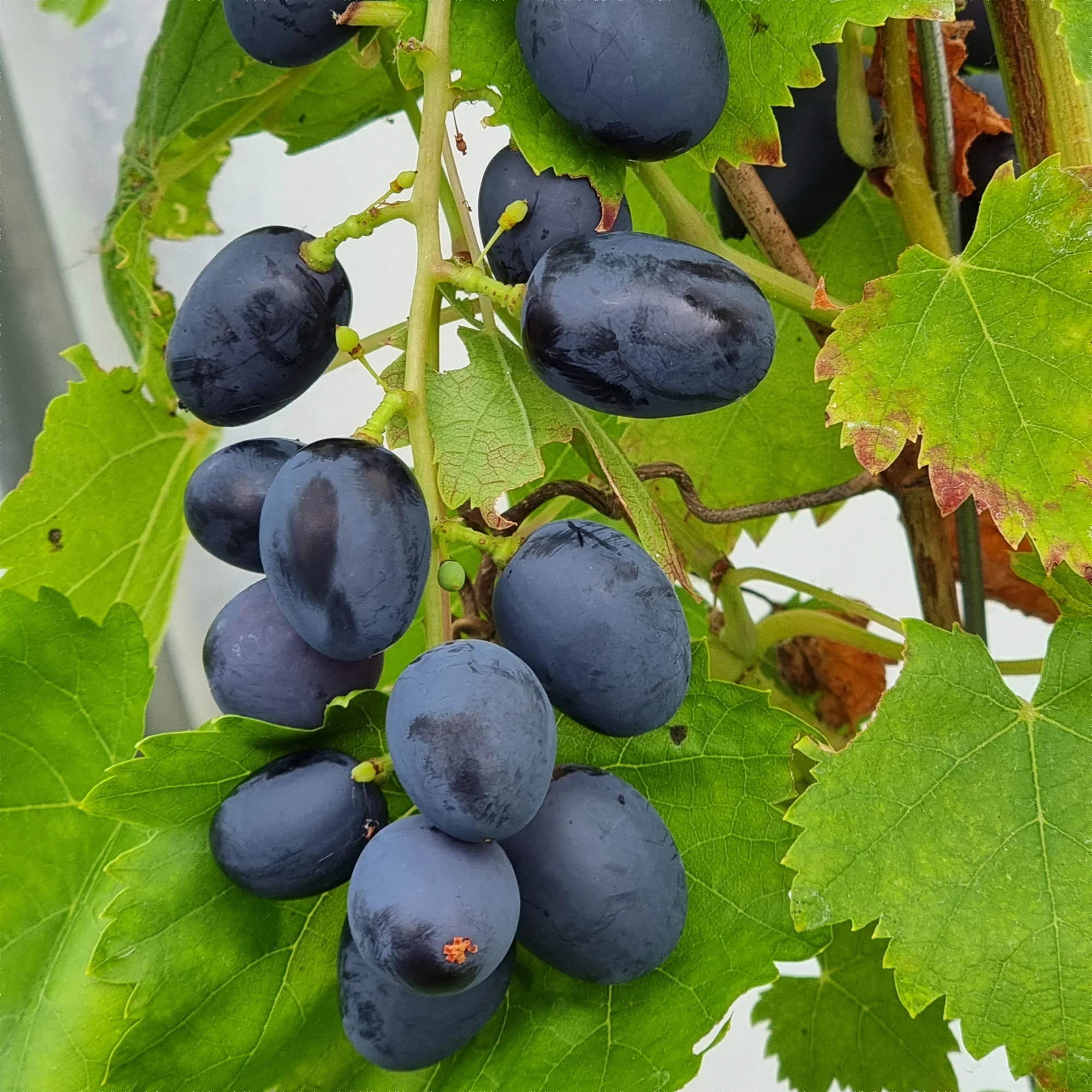 Vigne sans pépins Attika