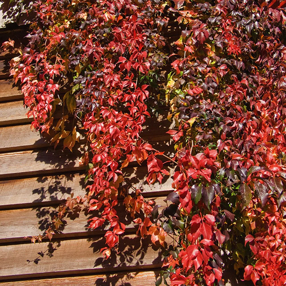 Vigne vierge d'Engelmann - Image 3