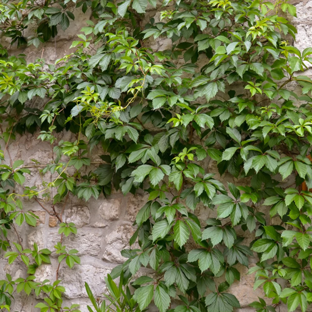 Vigne vierge d'Engelmann - Image 4