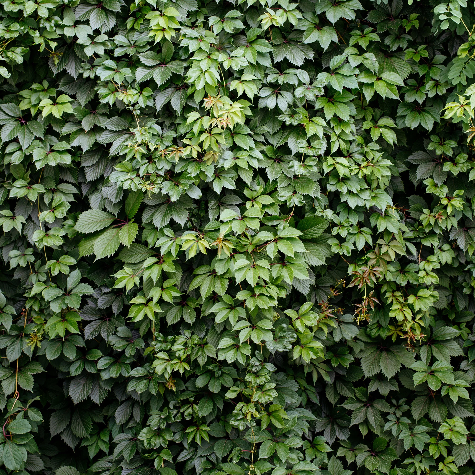 Vigne vierge d'Engelmann - Image 5