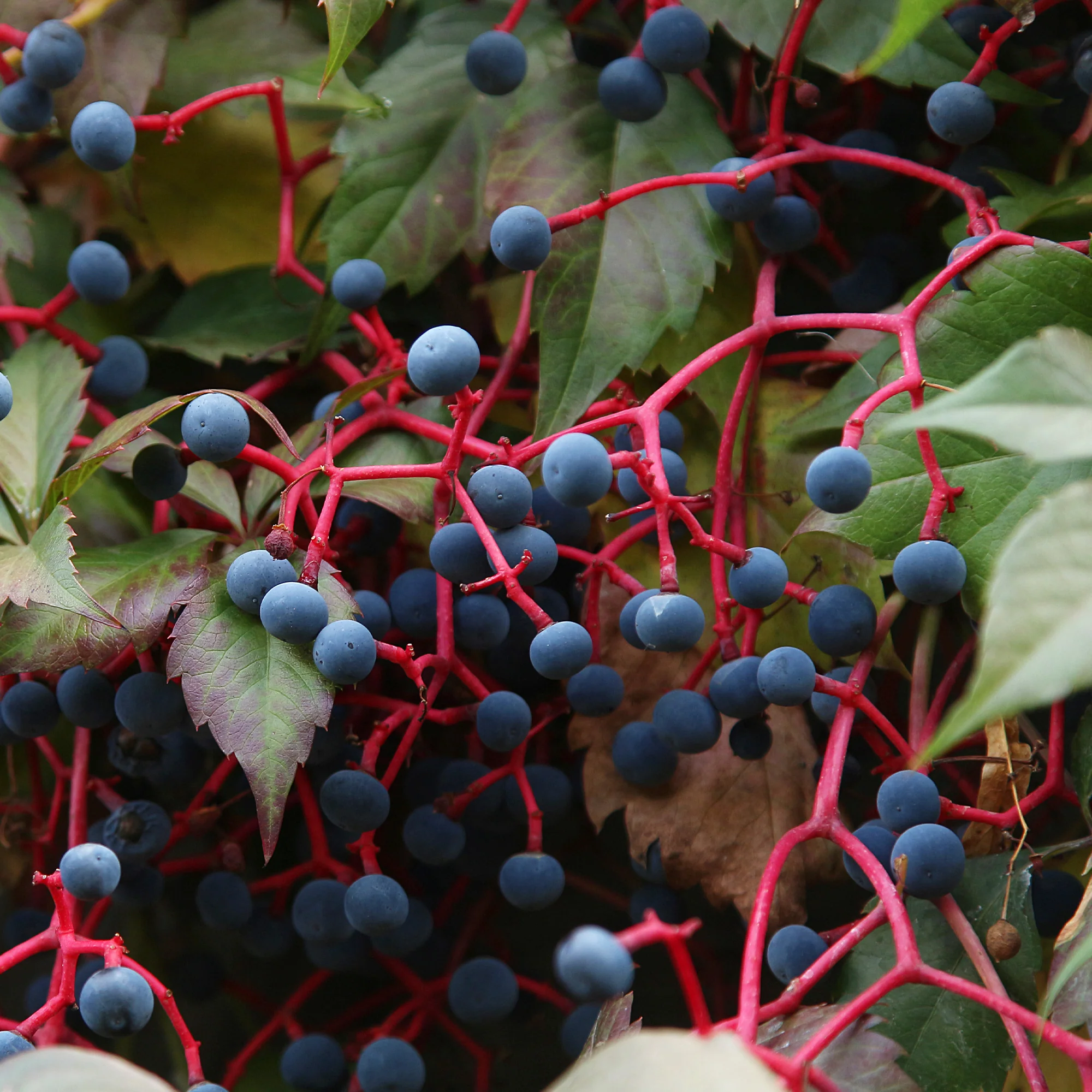 Vigne vierge d'Engelmann - Image 6